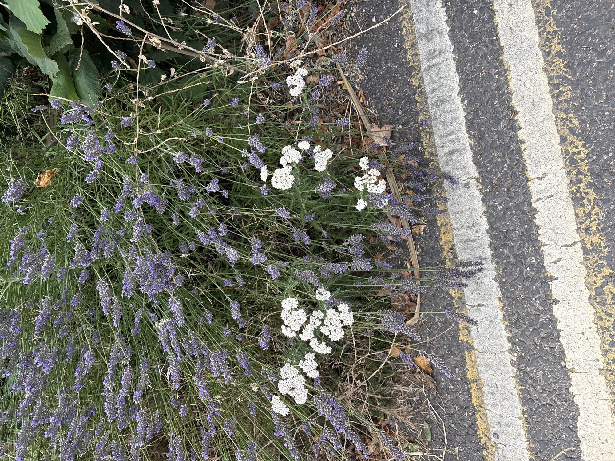 The image shows a close-up view of a lavender bush with white flowers, growing next to a road with double yellow lines. The lavender is in bloom, with purple flower spikes and green foliage. Small clusters of white flowers are interspersed within the lavender. The road surface is asphalt, with distinct yellow and white painted lines. In the background, there are some dry leaves and green foliage from other plants. The scene appears to be an outdoor urban setting, possibly a roadside verge.