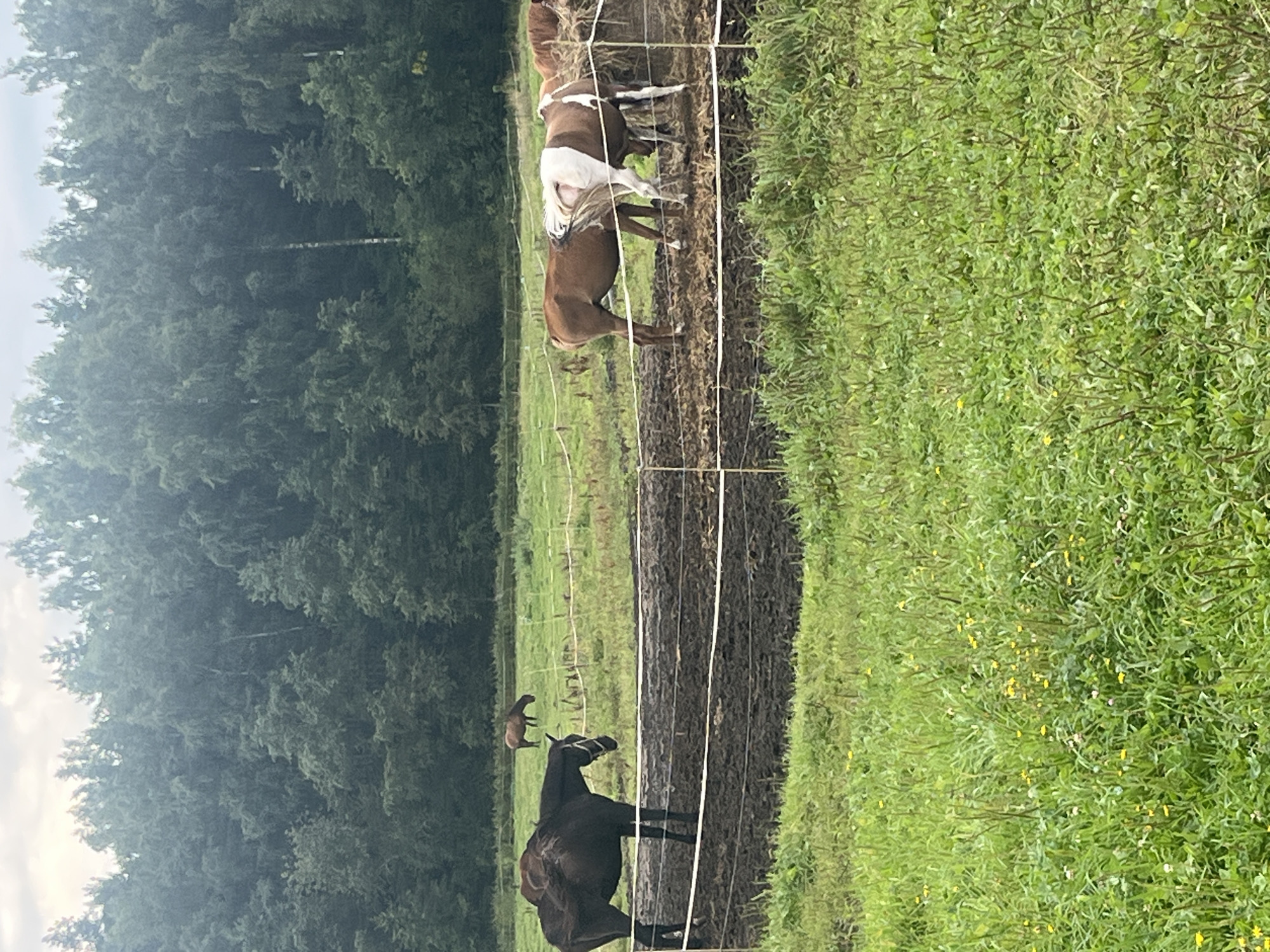 In Vladimirovka, Russia, a herd of horses grazes in a muddy enclosure in front of a dense forest. A dark-colored horse stands to the left of the enclosure, facing right. To the right, a group of horses, including a brown and white one, are gathered, some appearing to be eating from a hay bale. The foreground is a green field dotted with small yellow flowers. The sky above is overcast.