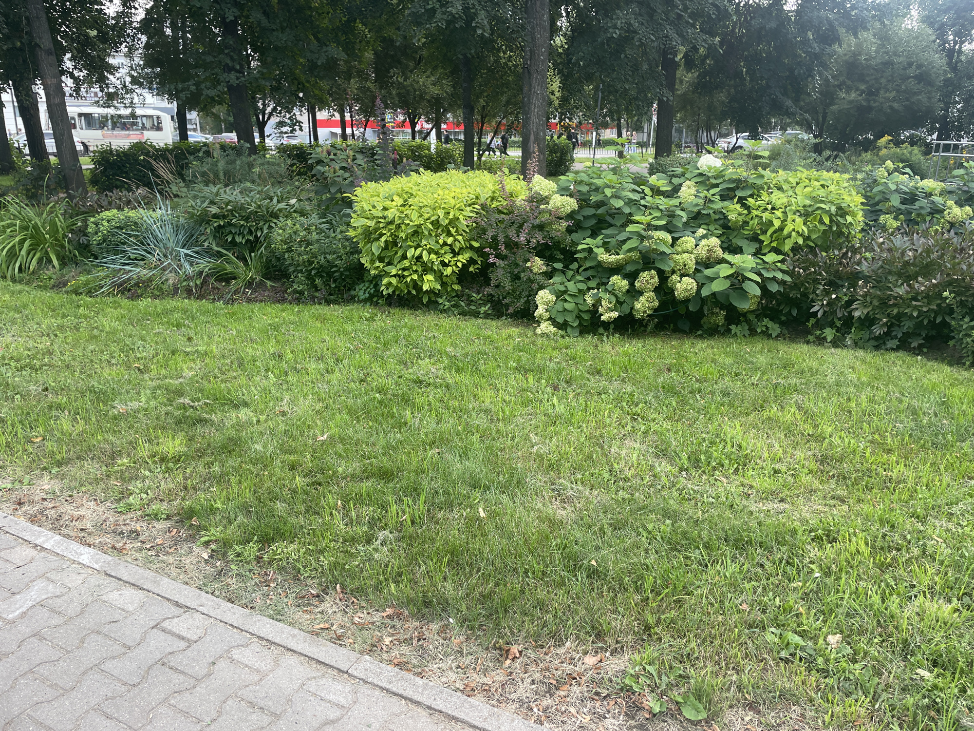 The image depicts a lush green lawn bordering a paved walkway in Chaikovsky, Russia. Behind the lawn, a vibrant assortment of landscaping plants forms a dense, multi-layered garden bed. Prominently featured are several large hydrangea bushes with creamy white flower clusters, interspersed with bright chartreuse foliage plants and darker, leafy shrubs. In the background, mature trees with dark green canopies provide shade, and glimpses of urban elements like a white bus, buildings, and other vehicles suggest the location is near a road or thoroughfare. The overall impression is one of a well-maintained public space, likely a park or a landscaped area along a street.