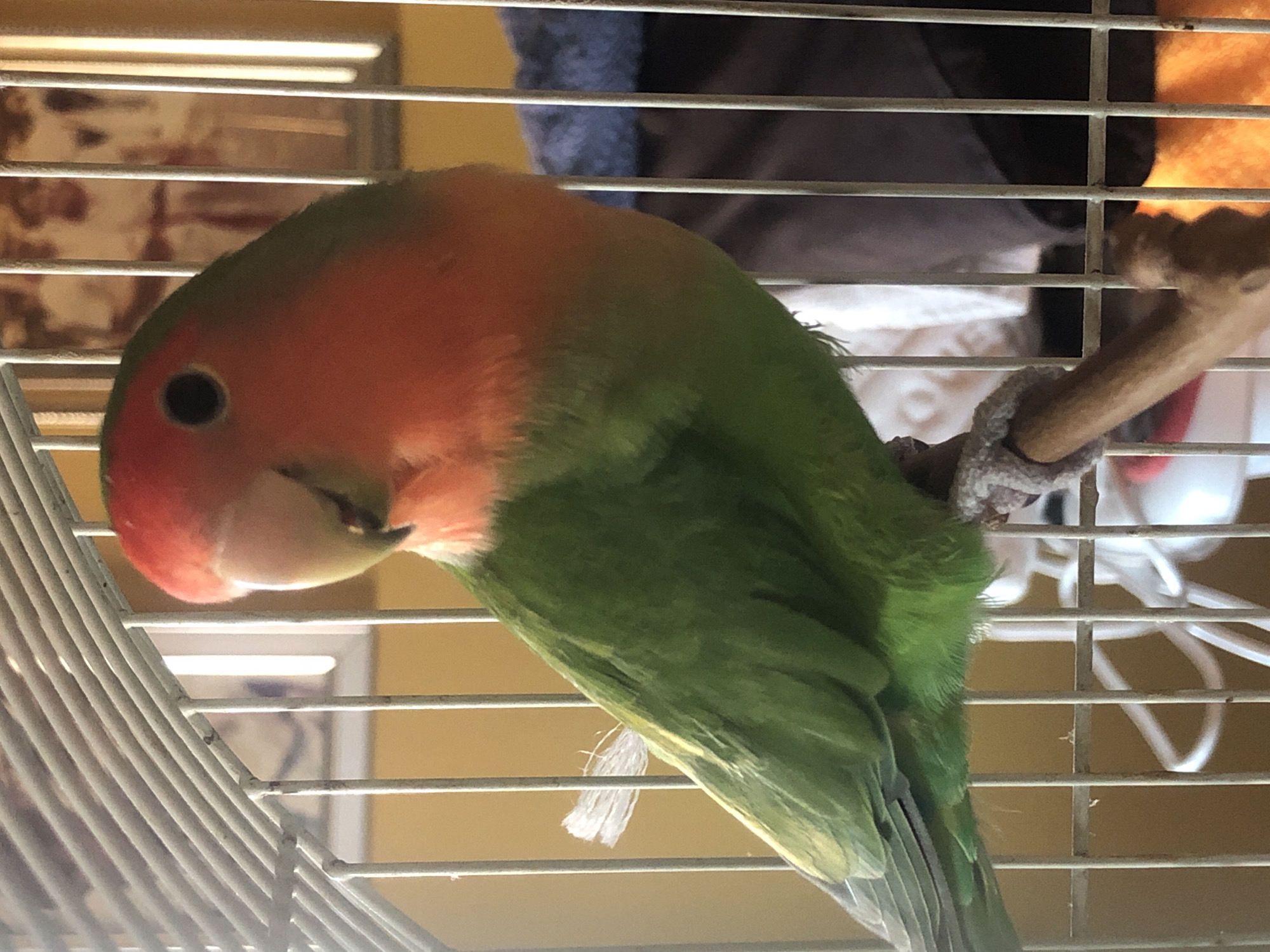 A green and red lovebird sits inside a white wire cage, perched on a wooden dowel. The background includes a yellow wall and indistinct objects behind the cage.