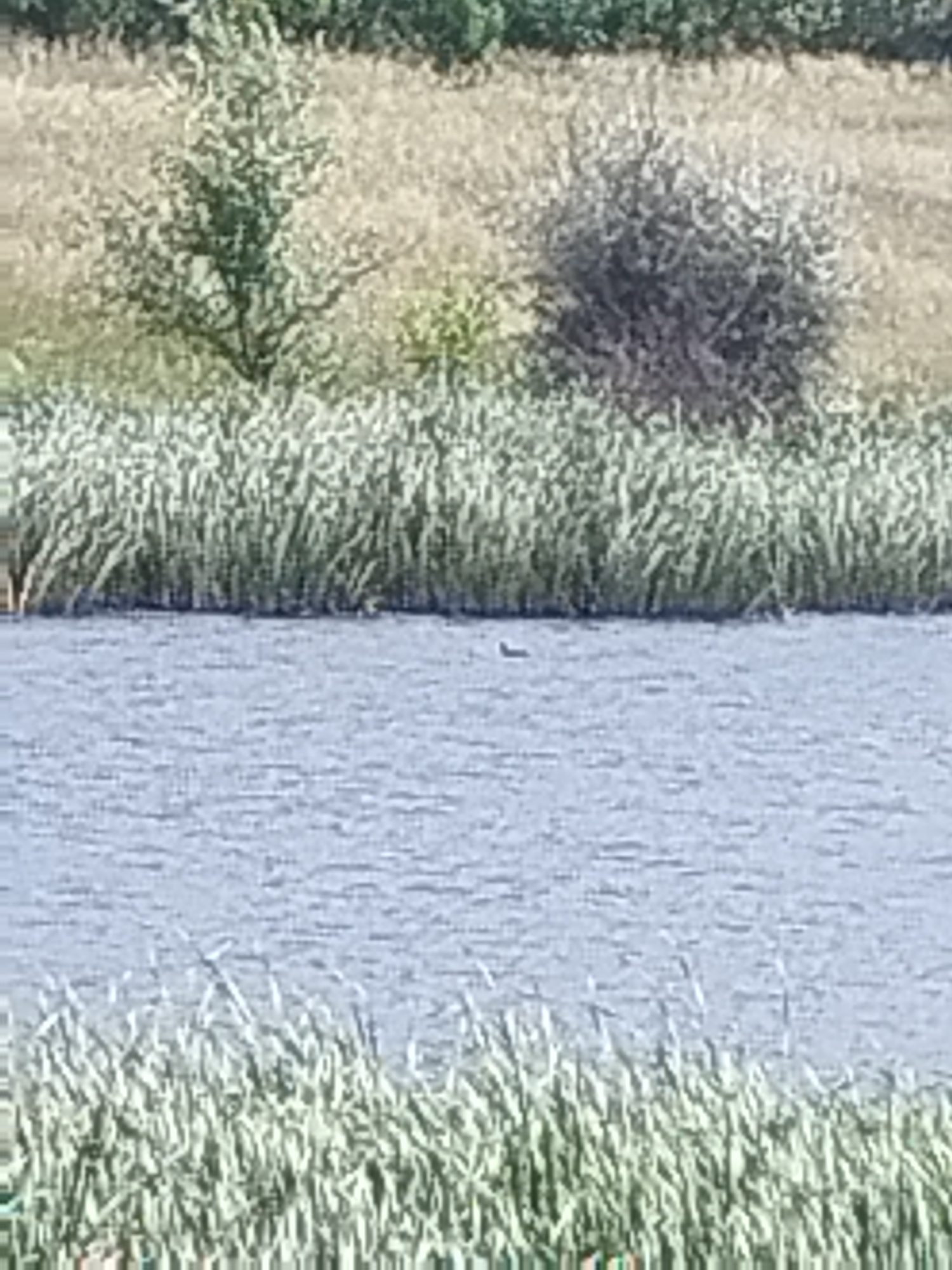 A low-angle, slightly blurry, horizontal medium shot depicts a tranquil waterside scene. In the foreground, a dense border of tall, green reeds lines the bottom of the frame, their tips obscuring the lower edge. The middle ground is dominated by a body of calm, blue water, its surface rippling gently. A small, dark object, possibly a bird or a floating piece of debris, is visible on the water's surface towards the left side of the frame. The background features a gently sloping embankment covered in dry, light-colored vegetation, punctuated by two distinct clusters of greenery. On the left, a slender, leafy tree stands tall, its branches reaching upwards. To its right, a more rounded, dense shrub or bush is visible, its foliage appearing a muted grey-green. The overall impression is one of natural serenity in a rural setting, possibly on the outskirts of Parfenovka, Russia, given the characteristic flora and landscape.