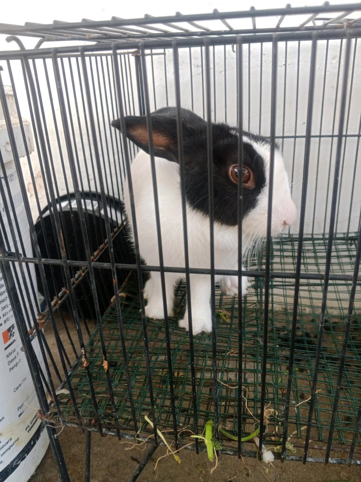 A black and white rabbit is in a metal cage on a paved surface. The rabbit is facing right, with its head turned slightly towards the viewer. It has brown eyes and a pink nose. The cage is made of black metal bars, with a green wire mesh floor. There is some dried vegetation and debris on the cage floor. In the background, a white wall is visible. The scene appears to be outdoors, in a possibly rural or suburban environment, such as Giritirto, Indonesia. There are no people visible in the image.