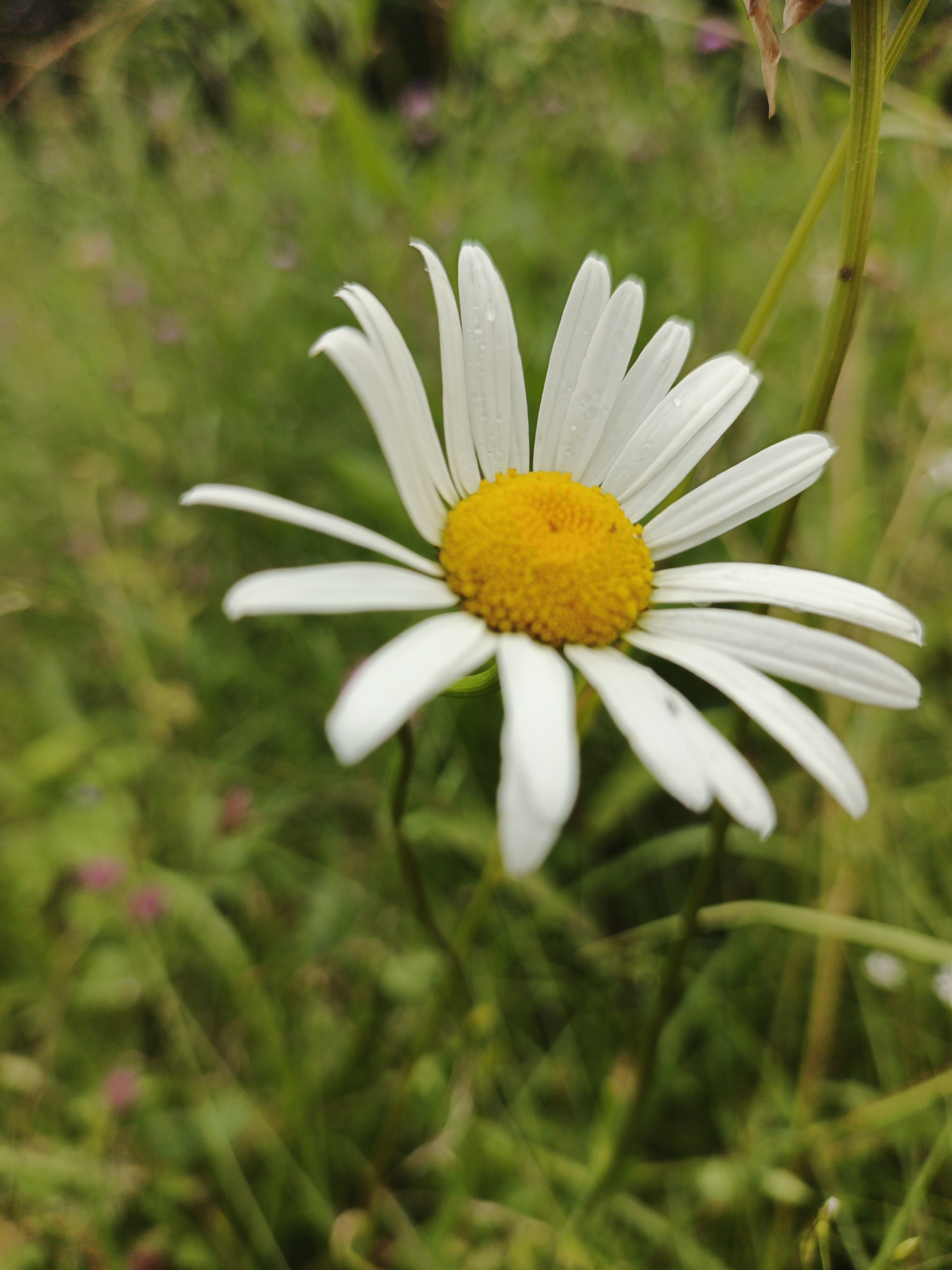 A close-up, eye-level shot captures a single daisy in a field of green grass. The daisy, with its bright yellow center and white petals, is the primary subject, positioned slightly to the right of the frame. Some of the petals show tiny water droplets. The background consists of blurred green foliage with hints of pink wildflowers, suggesting a natural outdoor environment, likely a meadow or garden. The scene appears to be located in Medvedyovka, Russia, given the context. There are no people or explicit actions depicted; the focus is solely on the flower and its immediate surroundings. The lighting suggests it is daytime, possibly overcast given the soft illumination on the petals.