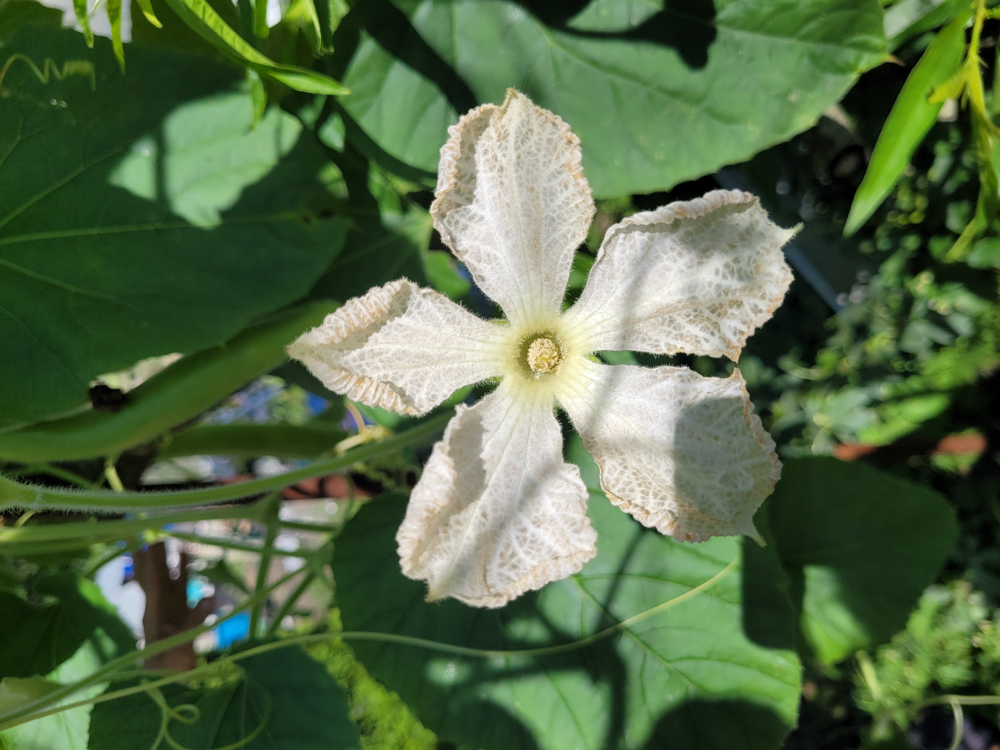 In Spuņciems, Latvia, a close-up, high-angle shot captures a delicate white flower with five distinct petals, each veined and textured with a slightly fuzzy edge. The flower's center is a muted yellow, surrounded by fine filaments. It blooms amidst lush green foliage and thin, hairy stems, with a long, slender green gourd visible in the background, hinting at the plant's fruit. Sunlight casts dappled shadows across the petals and leaves, suggesting an outdoor setting, possibly a garden or greenhouse. The blurred background reveals hints of other vegetation and possibly some man-made structures, though they are out of focus.