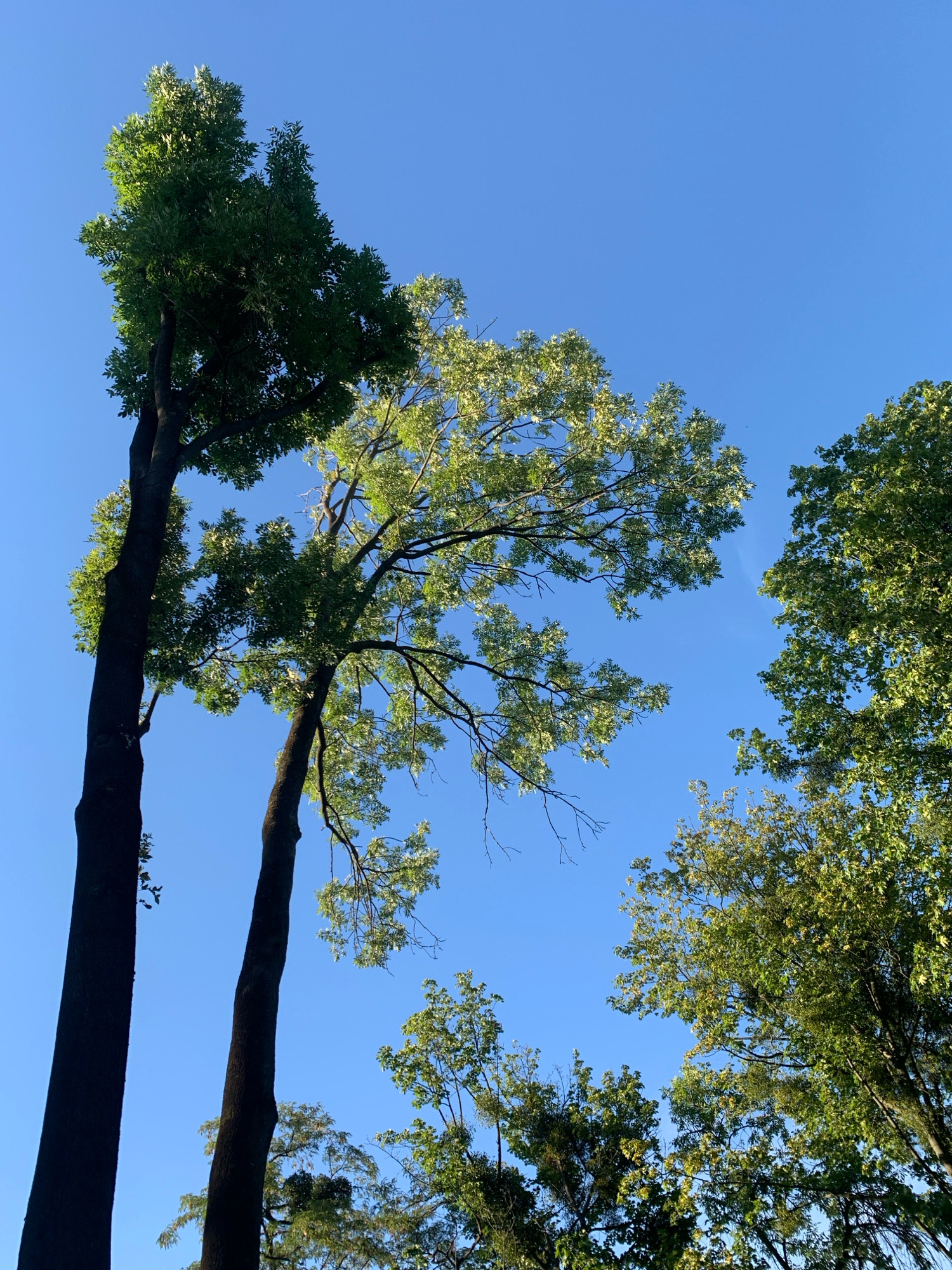 The image captures a low-angle view of tall trees against a clear blue sky. The trees are diverse in shape and foliage, with some displaying dense, dark green leaves and others showing lighter, more sparse greenery that catches the sunlight. The trunks of two prominent trees on the left are dark and thick, appearing to be close together. The overall impression is one of a park or natural area within a city. While the image is a general scene of trees and sky, it does not contain specific identifiable landmarks or features that would allow for precise localization to a particular location within Lviv, Ukraine.