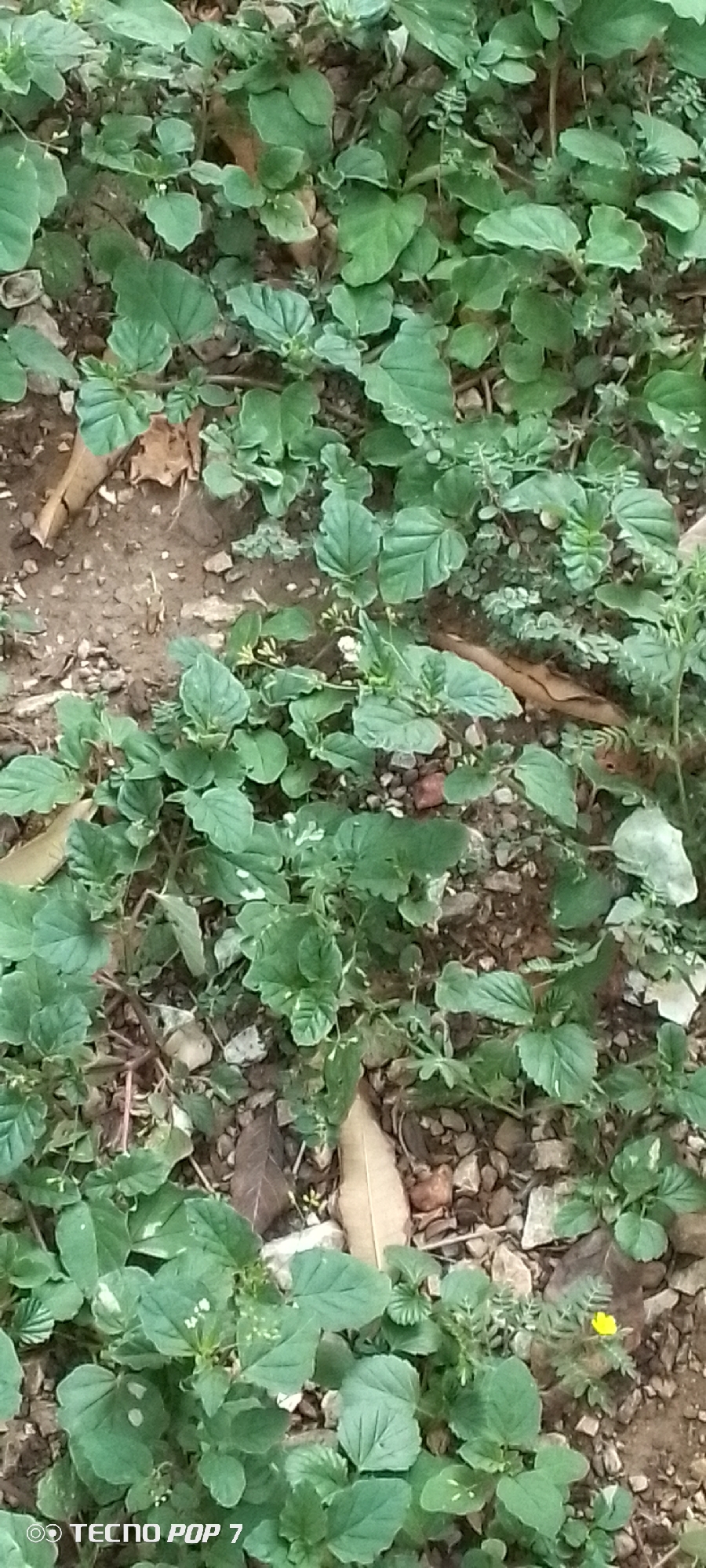 This is a close-up, overhead shot of low-lying green vegetation covering the ground. The plants are dense and varied in leaf shape and size, with some appearing to have small white flowers. Scattered throughout the greenery are pebbles, small rocks, and dry brown leaves. The soil is visible in patches and appears to be a mixture of dirt and small stones. In the lower right portion of the image, a single small, bright yellow flower stands out against the green foliage and brown ground. The bottom left corner of the image displays the text "TECNO POP 7". The scene appears to be an outdoor, natural environment, possibly a garden or a patch of undeveloped land in Altagracia, Venezuela. There are no people or animals visible.