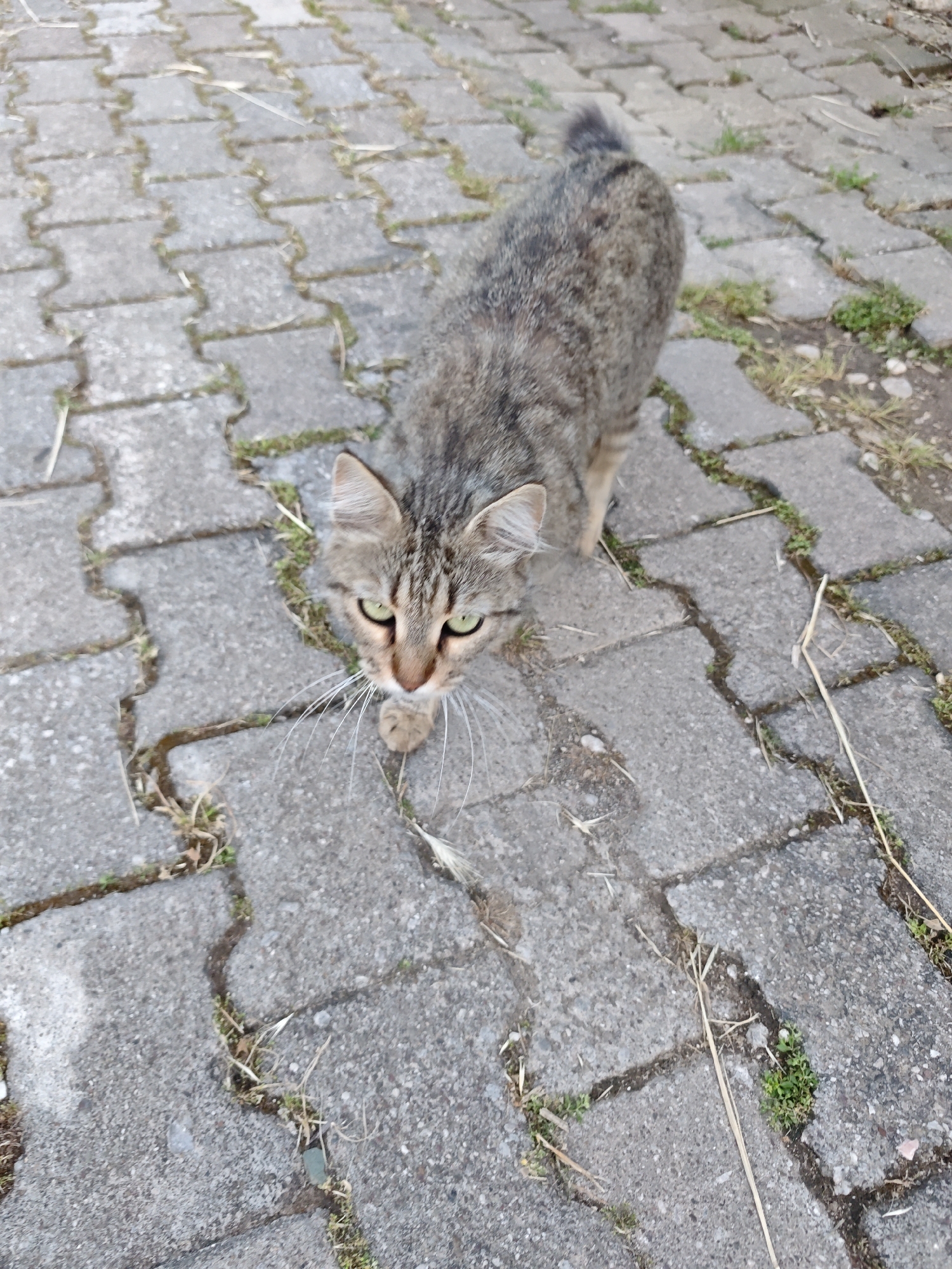 A tabby cat stands on a paved surface in Kemer, Turkey. The paving consists of interlocking concrete blocks. Grass and debris are present in the crevices between the blocks. The cat is facing the camera with its green eyes visible. Its fur has a mix of gray and brown shades. The cat's tail is visible.