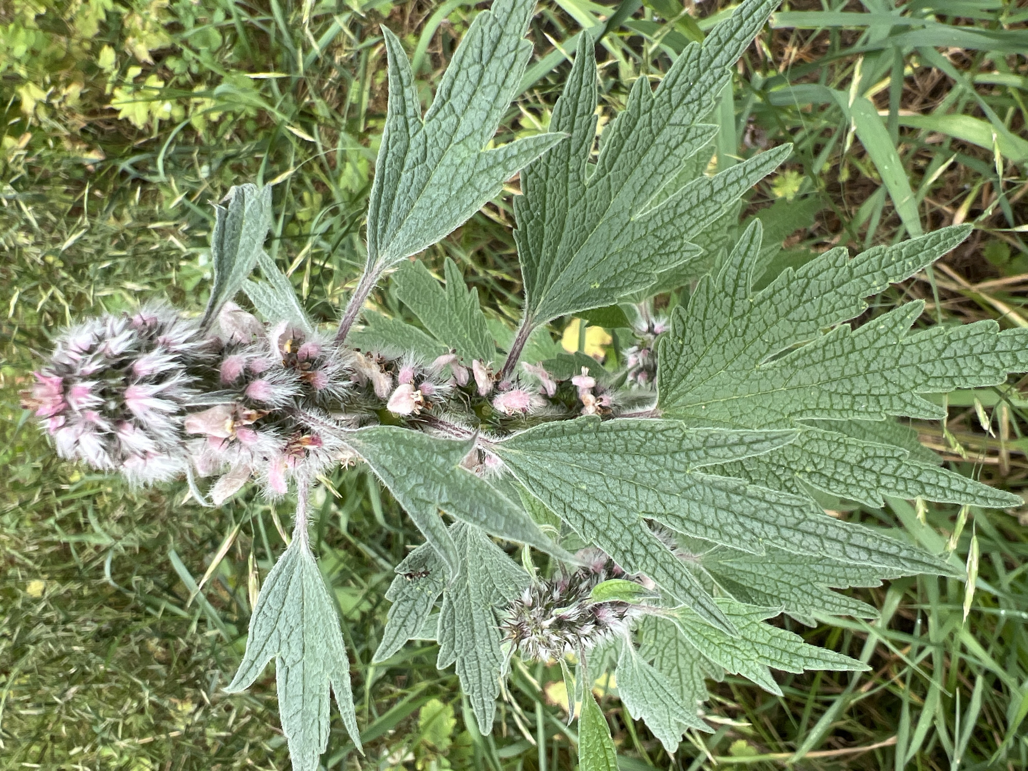 A close-up, top-down shot focuses on the flowering tops and leaves of a Motherwort plant situated in a natural, outdoor setting. The plant's inflorescences are distinctive, with a dense, fuzzy appearance, featuring pale pink and white coloration. The leaves are a deep green, serrated, and have a textured, almost velvety surface. They are arranged oppositely along the stem. The plant is surrounded by a backdrop of various green grasses and foliage, suggesting it is growing in a field or uncultivated area. The lighting is natural, indicating it was taken during the daytime. There is no evidence of human presence or urban elements.