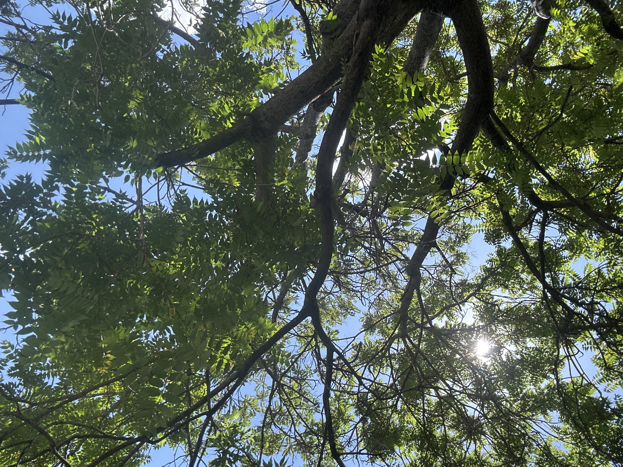 A low-angle shot captures a tree's canopy against a blue sky. Leaves filter sunlight, creating a dappled effect. The tree's branches are visible, with a few areas of clear blue sky visible through the foliage. This could be a scene from any park or tree-lined street in Sofia, Bulgaria, though no specific landmarks or people are visible to confirm a precise location.