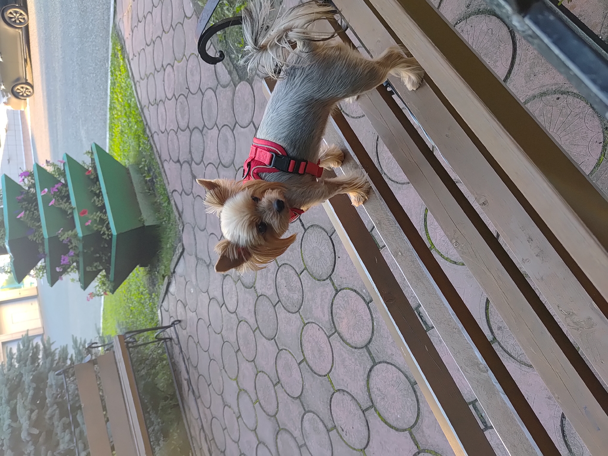 A small Yorkshire Terrier dog with a red harness stands on a wooden bench. The bench is on a paved area with a circular pattern. In the background, there is a green tiered planter with flowers, grass, and a car on a road. The scene appears to be in an outdoor urban environment, possibly in Saransk, Russia, given the context. The dog is facing the camera and looking to the left. Its tail is raised and bushy. The lighting suggests it is daytime.