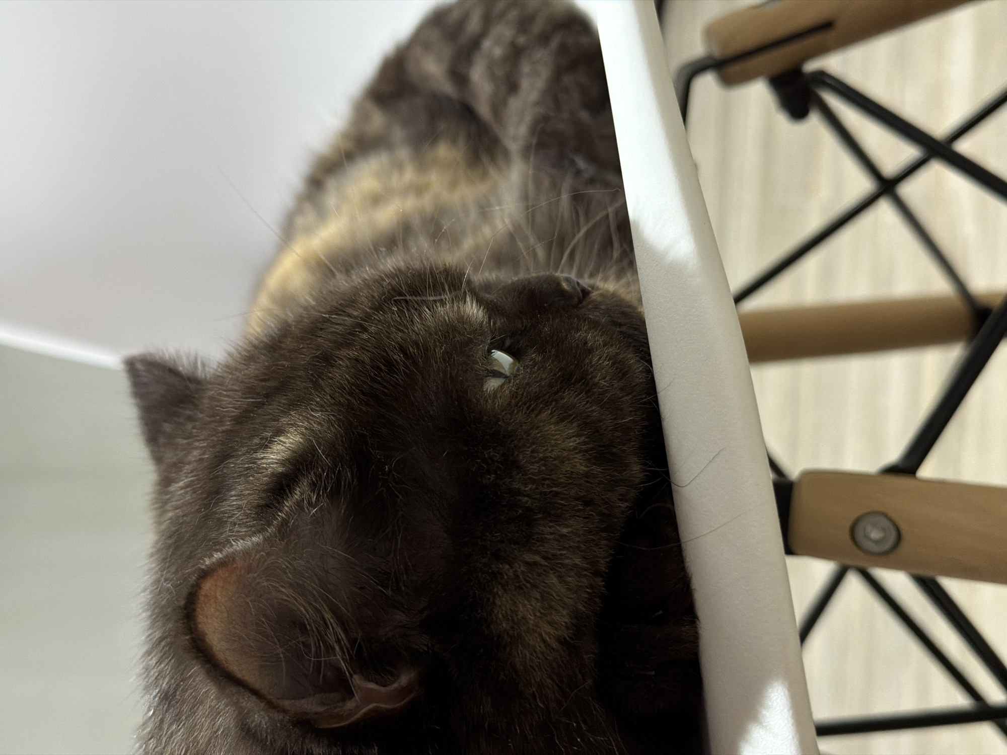 A close-up, upward-facing shot shows a dark tabby cat resting its head against a white chair leg with a black and wood frame. The cat's face is partially visible, showcasing its ear, fur pattern, and a single, closed eye with a reflective surface. The background is a blurry, light-colored wall. The location is not discernible from the image, and there is no indication that this is Chaikovsky, Russia.
