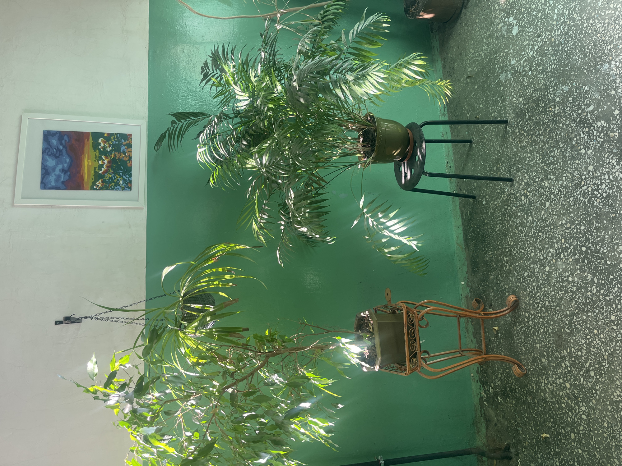 In Kolpino, Russia, two potted plants are displayed against a wall painted in two shades of green. On the left, a tall, slender plant with thin leaves sits in a square pot, which is itself placed on an ornate, copper-colored stand. To the right, a bushier plant with feathery fronds is potted in a green container and rests on a simple black stool. Above the plants, a framed picture hangs on the upper section of the wall, depicting a colorful landscape with a sunset. Sunlight streams in, casting dappled shadows from the plants onto the wall and the speckled floor. The environment appears to be an indoor or covered outdoor space, possibly a hallway or veranda. No people are visible in the image.