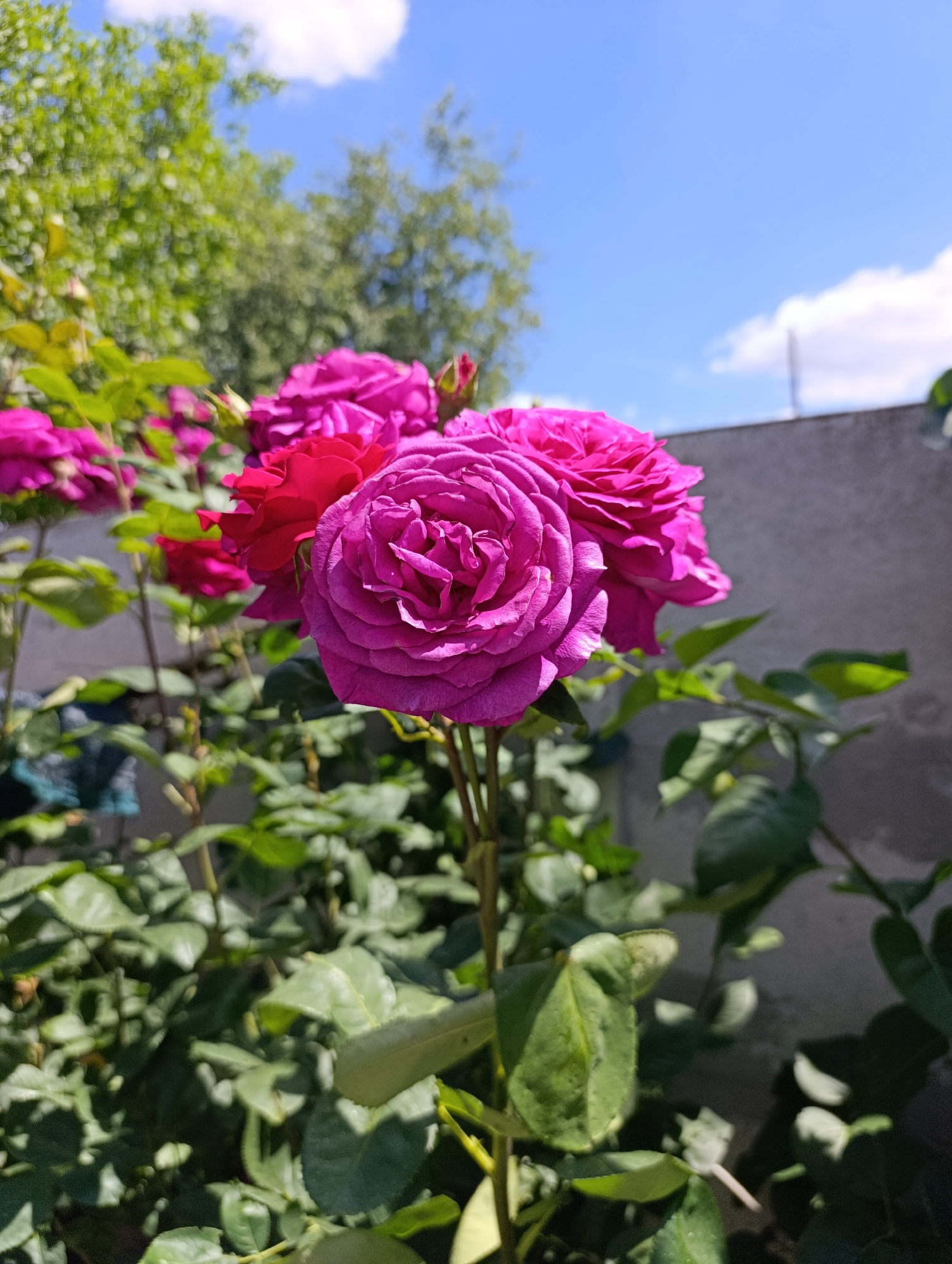 Memory