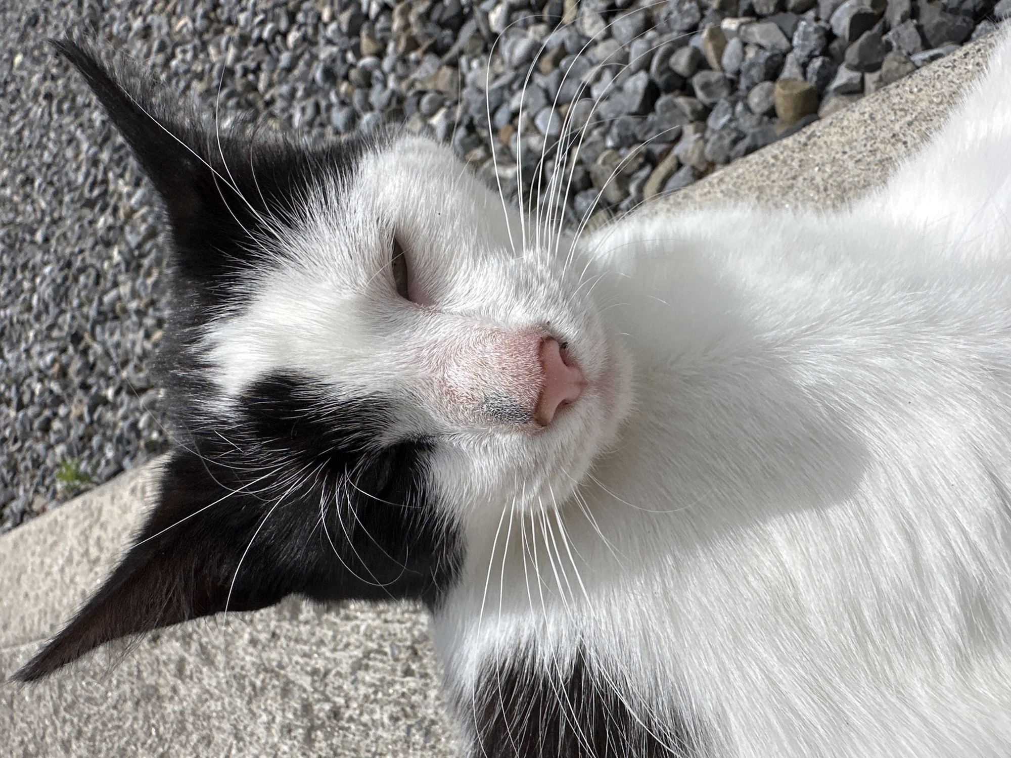 The image shows a close-up of a black and white cat lying down outdoors. The cat's face is the central focus, with its eyes partially closed and its pink nose prominent. Its fur is predominantly white with black markings on its ears and around its left eye. Long white whiskers extend from its muzzle. The cat appears to be resting on a textured surface, possibly concrete, which transitions into a background of small, grey gravel. The lighting suggests it is a sunny day. There is no visible indication of the cat's location within the city of Moortown, Ireland.