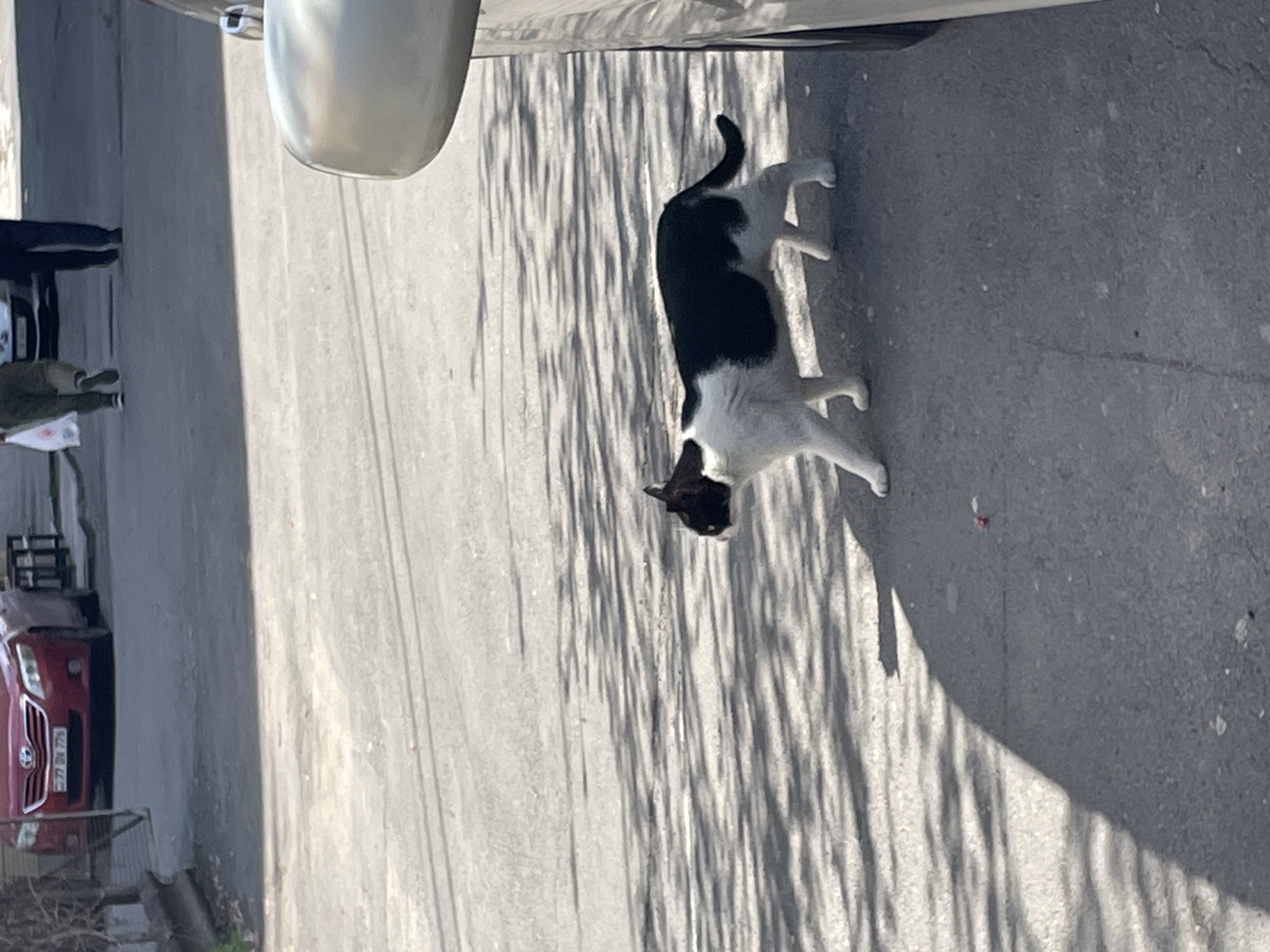 The image shows a black and white cat standing on a city street in Yerevan, Armenia. The street is paved and has tree shadows cast across it. A silver car is partially visible at the top of the frame, and a red car is parked on the side of the street, visible by a metal railing. In the background, a person can be seen standing near the parked car.