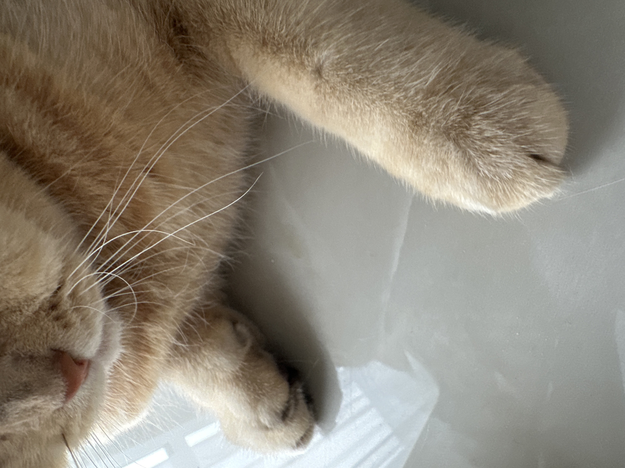 Close-up shot of a light orange cat sleeping on a white, possibly tiled, surface. The cat's nose is pink, and its whiskers are white and long. One paw is extended with its toes curled.