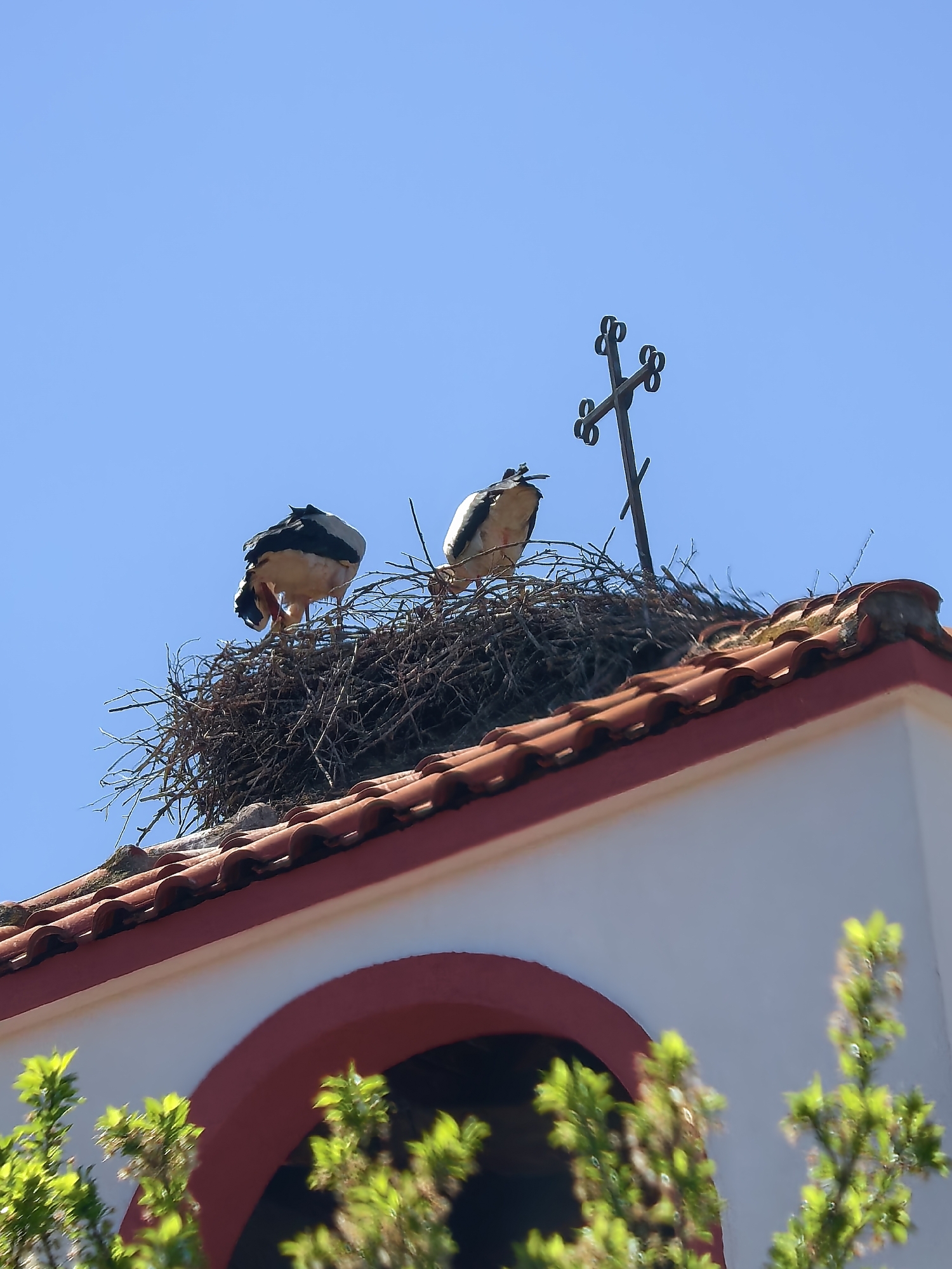 Two storks stand in a large nest of sticks and branches on a building rooftop. The roof is made of red clay tiles and has a white wall with red trim. A metal cross stands behind the nest. Green leafy vegetation is visible at the bottom of the frame against a clear blue sky. The location is the city of Unknown, Unknown.
