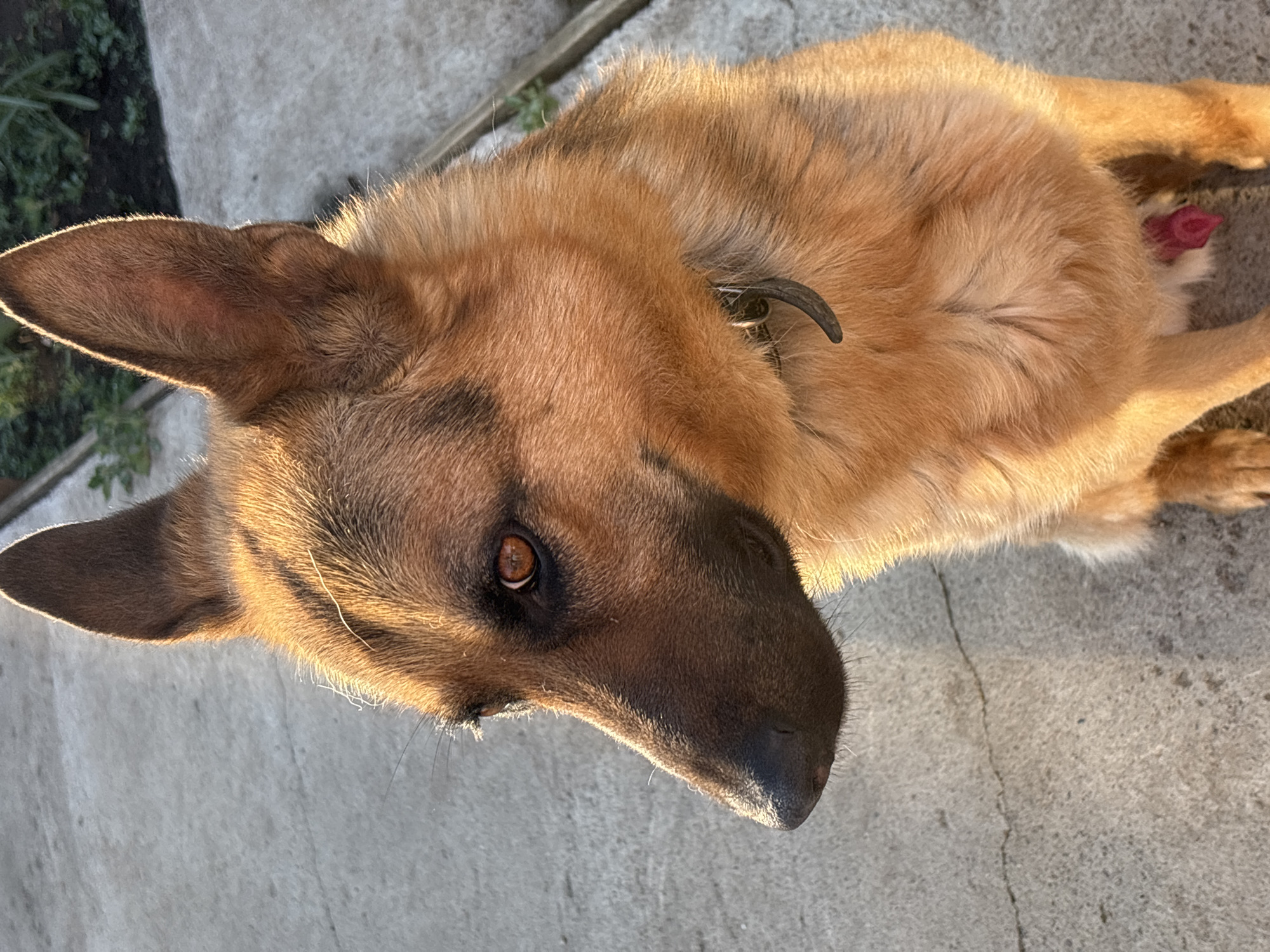 A close-up, eye-level shot captures a German Shepherd dog, facing left, with its head and upper body filling the frame. The dog's fur is a blend of golden brown and black, with sunlight highlighting its features. Its ears are perked up, and its amber eyes are focused intently to the left. A dark collar with a metallic tag is visible around its neck. The background consists of cracked concrete pavement and a hint of greenery, suggesting an outdoor setting, possibly in a yard or park. The lighting indicates it is either early morning or late afternoon, with the sun casting long shadows. There are no humans present in the image, and the dog appears to be sitting or standing still. The composition is focused on the dog's profile and expression.