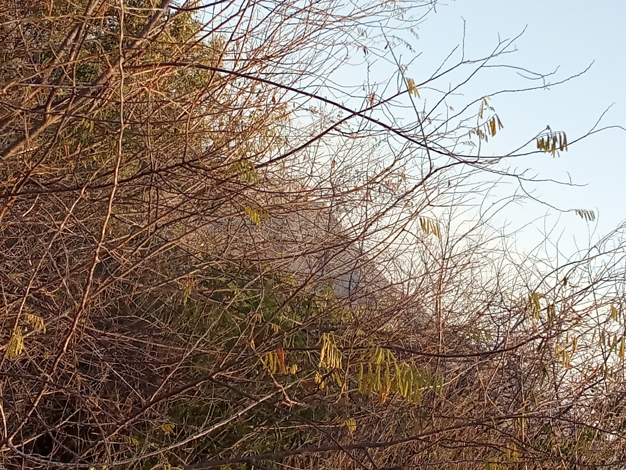 The image shows a close-up of bare branches and some shrubs against a background that includes a hazy building or structure. The branches are thin and mostly brown, with a few scattered yellow-green catkins. The background suggests a landscape or urban environment, with the building partially obscured by the branches and foliage. It is not possible to confirm the location as Juan Griego, Venezuela, or any other specific location without additional information.