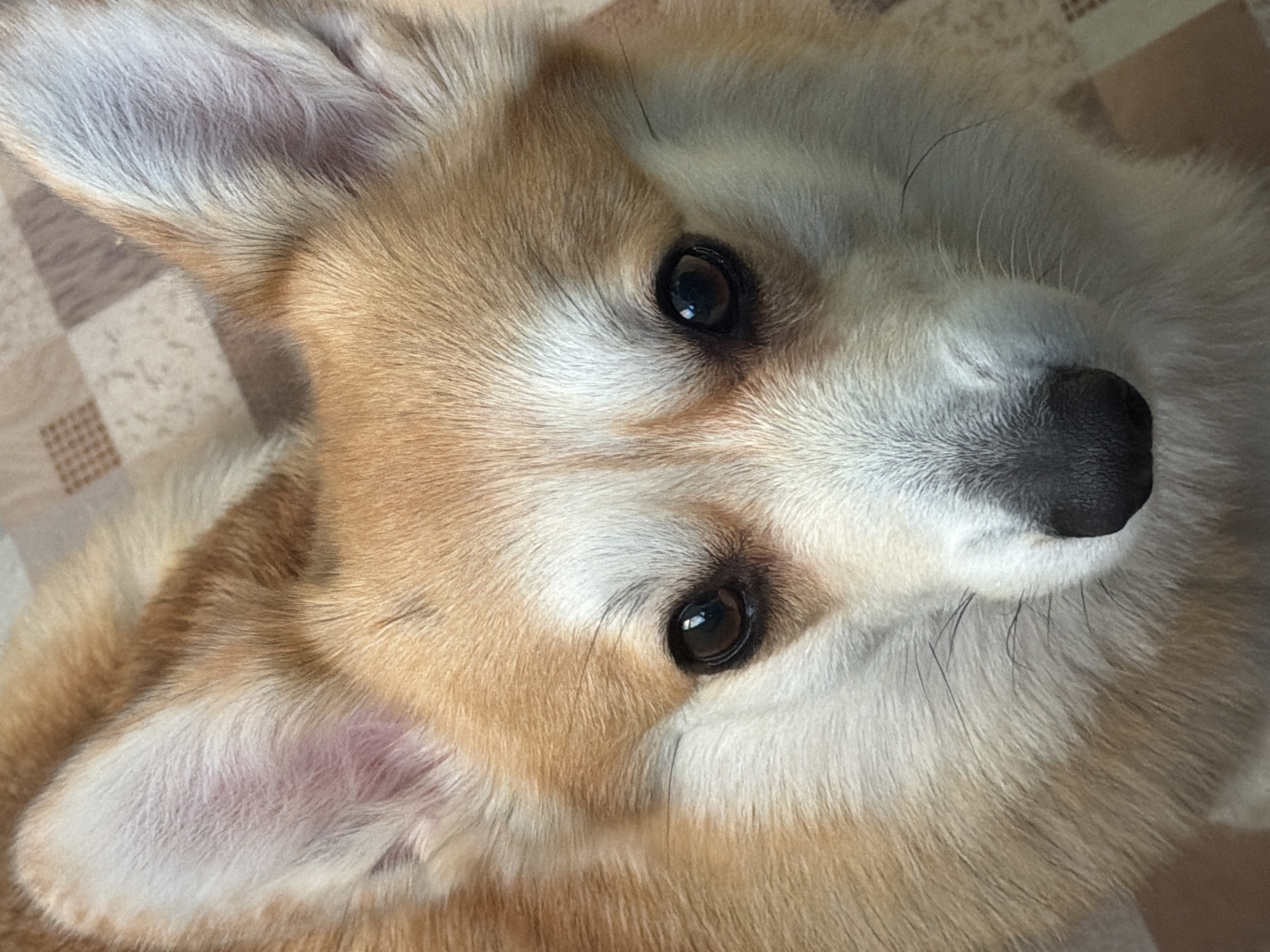 The image shows a close-up of a Pembroke Welsh Corgi dog's face, looking directly at the camera. The dog has reddish-brown and white fur. Its ears are large and erect, with a pinkish hue visible on the inside of the left ear. The dog's eyes are dark brown and appear to be reflecting light. Its nose is black and wet. The background is a textured surface, possibly a floor, with a pattern of light brown and cream-colored squares. The image was taken in Chaikovsky, Russia.