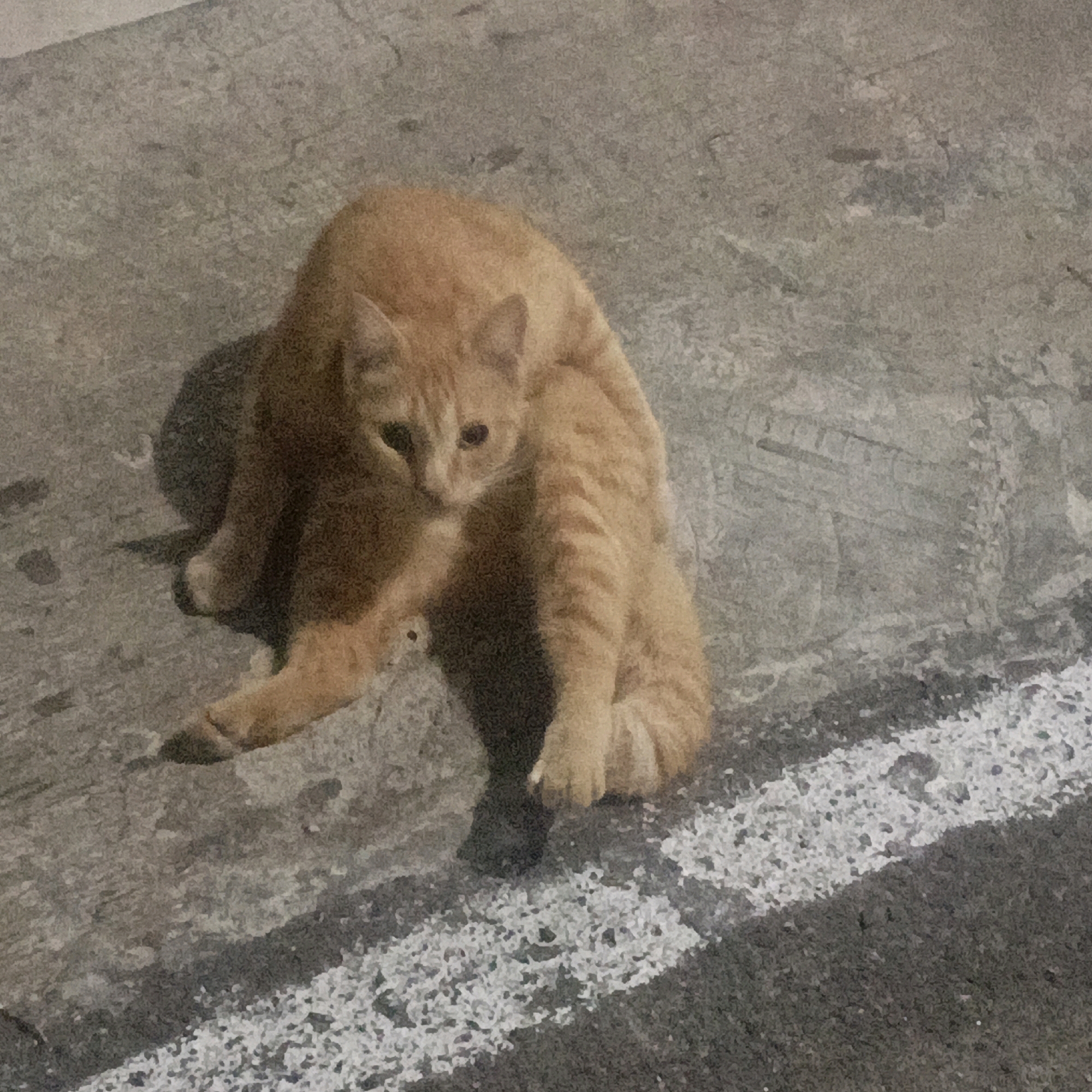 In Salatiga, Indonesia, a ginger tabby cat is captured in a moment of grooming on a textured grey asphalt surface, possibly a street or sidewalk. The cat is positioned on its hindquarters, with its front paws engaged in cleaning its face and chest. Its fur exhibits distinct darker orange stripes, characteristic of the tabby pattern. The background is a dull, greyish concrete or asphalt, with a diagonal white line painted across the lower right portion of the frame, indicating a road marking. The lighting suggests it may be evening or nighttime, as evidenced by the shadows cast by the cat and the general ambient light.