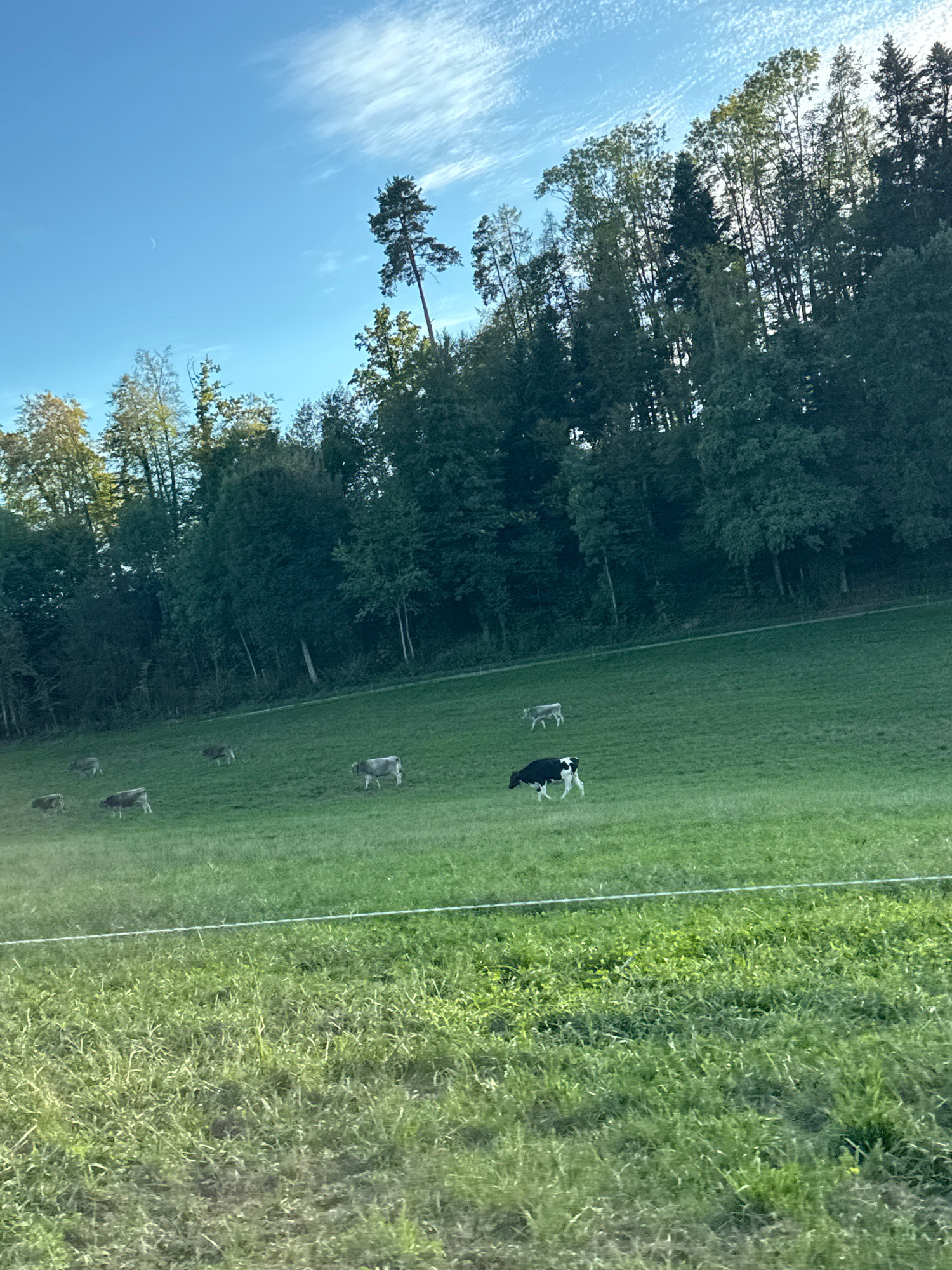 A herd of cows grazes on a lush green hillside beneath a clear blue sky with wispy white clouds. The cows are of various colors, including grey and black and white. They are scattered across the field, some grazing individually and others in small groups. A line of dense trees forms a dark backdrop at the top of the hill, with the tops of taller trees extending into the sky. The scene appears peaceful and idyllic. The location is in the city of Unknown, Unknown.