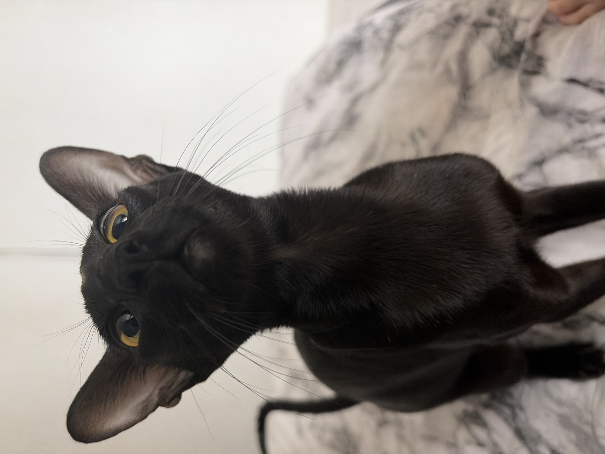 A black cat with yellow eyes is positioned in the lower left of the frame, looking upwards towards the viewer. The cat's body stretches towards the upper right. It is sitting on a textured surface, possibly a blanket or bedspread, with a marbled white and gray pattern. A plain white wall is visible in the upper left. The photograph is taken at an angle, giving the cat a tilted perspective. There is no information in the image to suggest this was taken in Chaikovsky, Russia.