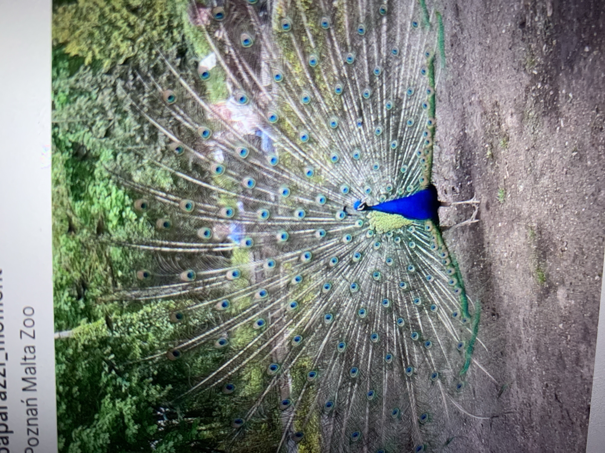 A peacock with its train fanned out stands on a dirt path. The peacock is facing towards the right of the frame and its iridescent blue and green plumage is vibrant. The train of feathers is spread wide behind it, displaying numerous eye-like markings in shades of blue and green against a silvery background. In the background, lush green trees create a dense foliage. Some blurry human figures can be seen in the upper right background, near the trees. The ground appears to be a mixture of dirt and small stones, with sparse patches of grass. The lighting suggests it is daytime, possibly outdoors in a zoo or park setting. The text at the top of the image reads "Poznań Malta Zoo".