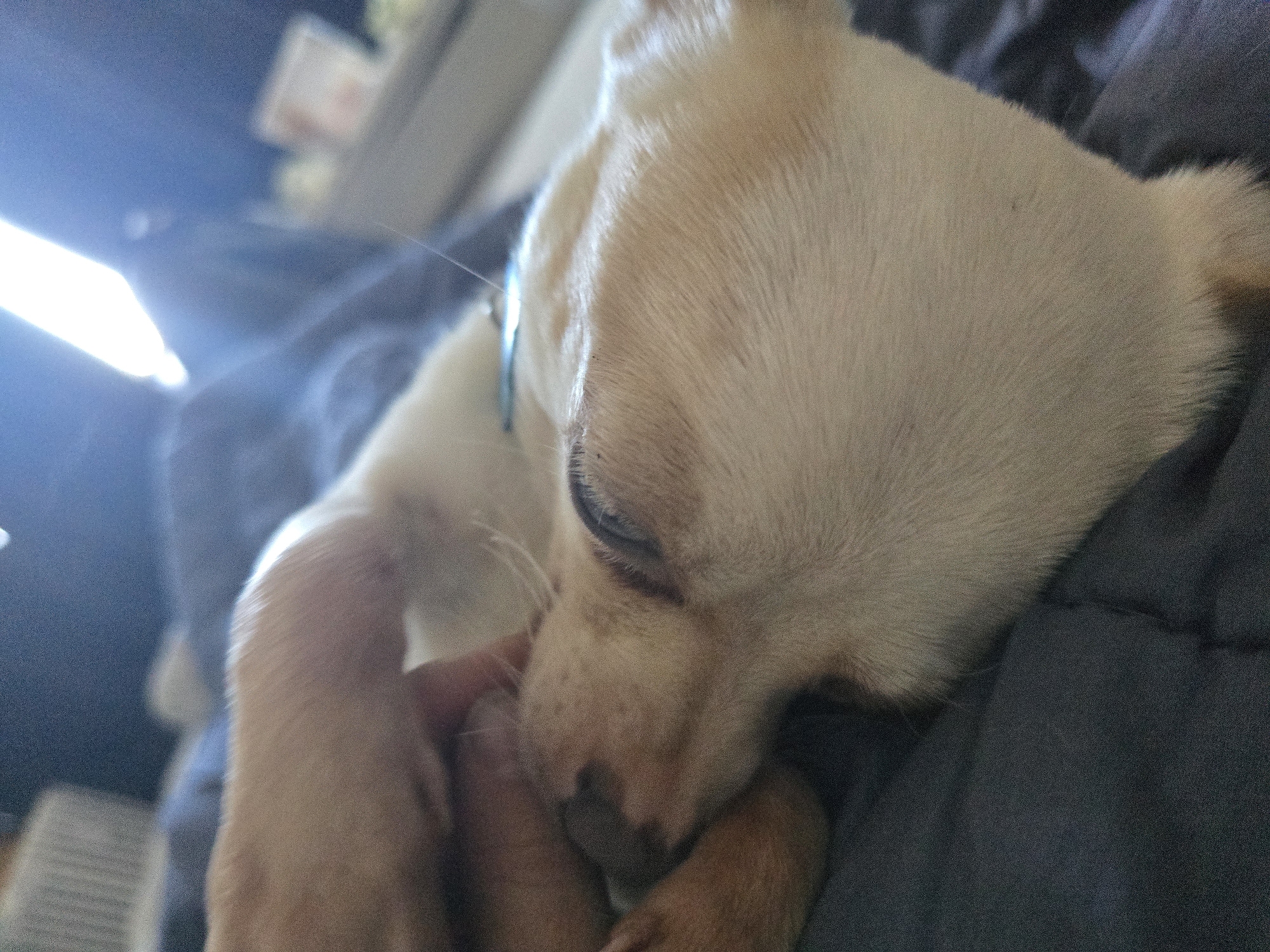 An intimate, close-up shot captures a small, light-colored dog, likely a Chihuahua, resting peacefully indoors. The dog, with soft, tan or cream-colored fur and dark eyes, is seen from a slightly elevated perspective, nestled into a dark, possibly grey or navy, textured blanket or bedding. It wears a thin, light blue collar. A human hand, with one or two fingers, gently touches the dog's face near its snout, suggesting a tender interaction while the dog is sleeping or relaxing.
In the upper left background, a very bright light source, possibly a window or lamp, creates a prominent lens flare, illuminating parts of the scene and casting a soft glow. The background beyond the dog and light source is dark and out of focus, indicating an indoor setting. The overall atmosphere is serene and calm. There is no visible text in the image. The scene takes place in Hem, France.