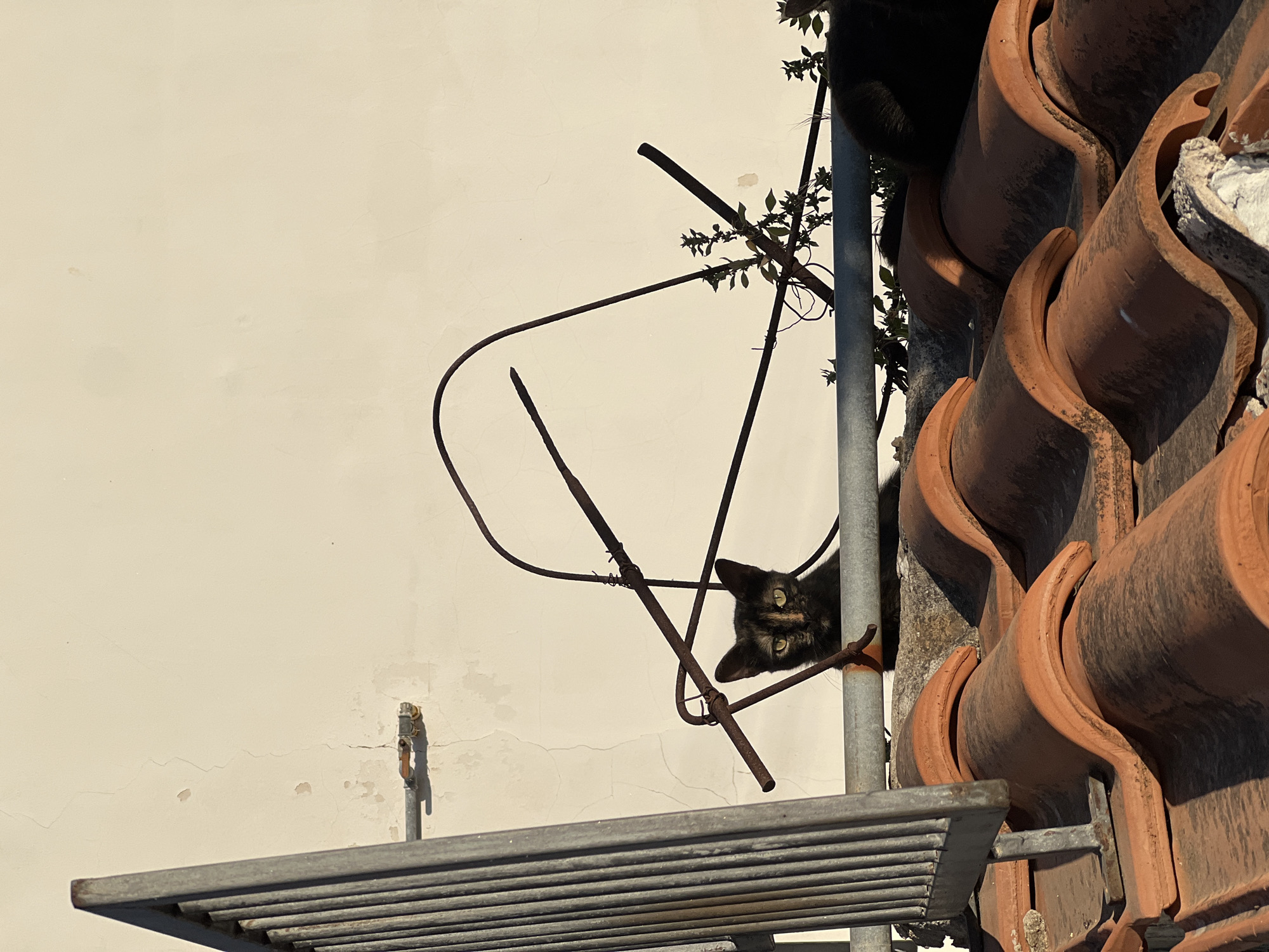 A calico cat with green eyes is perched on a metal bar, looking directly at the camera. The cat is partially obscured by rusty metal bars and some foliage. The background is a textured, pale yellow wall. In the foreground are terracotta roof tiles. The scene appears to be on a rooftop in Santa Flavia, Italy.