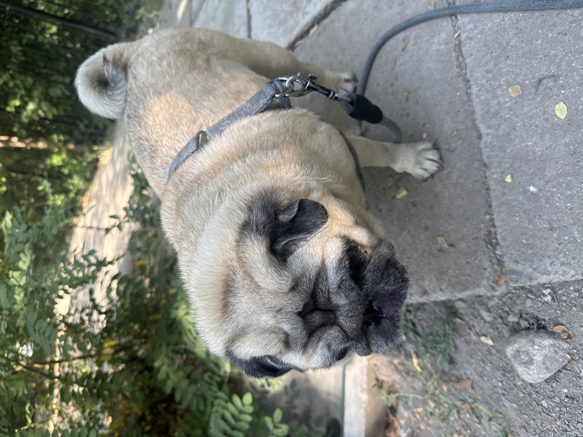 A pug dog stands on a concrete path, its body angled towards the viewer. The dog is light tan with characteristic black facial markings. It wears a grey harness and a leash is attached, extending out of frame. Green foliage and trees are visible in the blurred background, suggesting an outdoor setting. The ground is a mix of concrete slabs and gravel, with scattered dry leaves. The lighting suggests it is daytime. The location is the city of Bishkek, Kyrgyzstan.