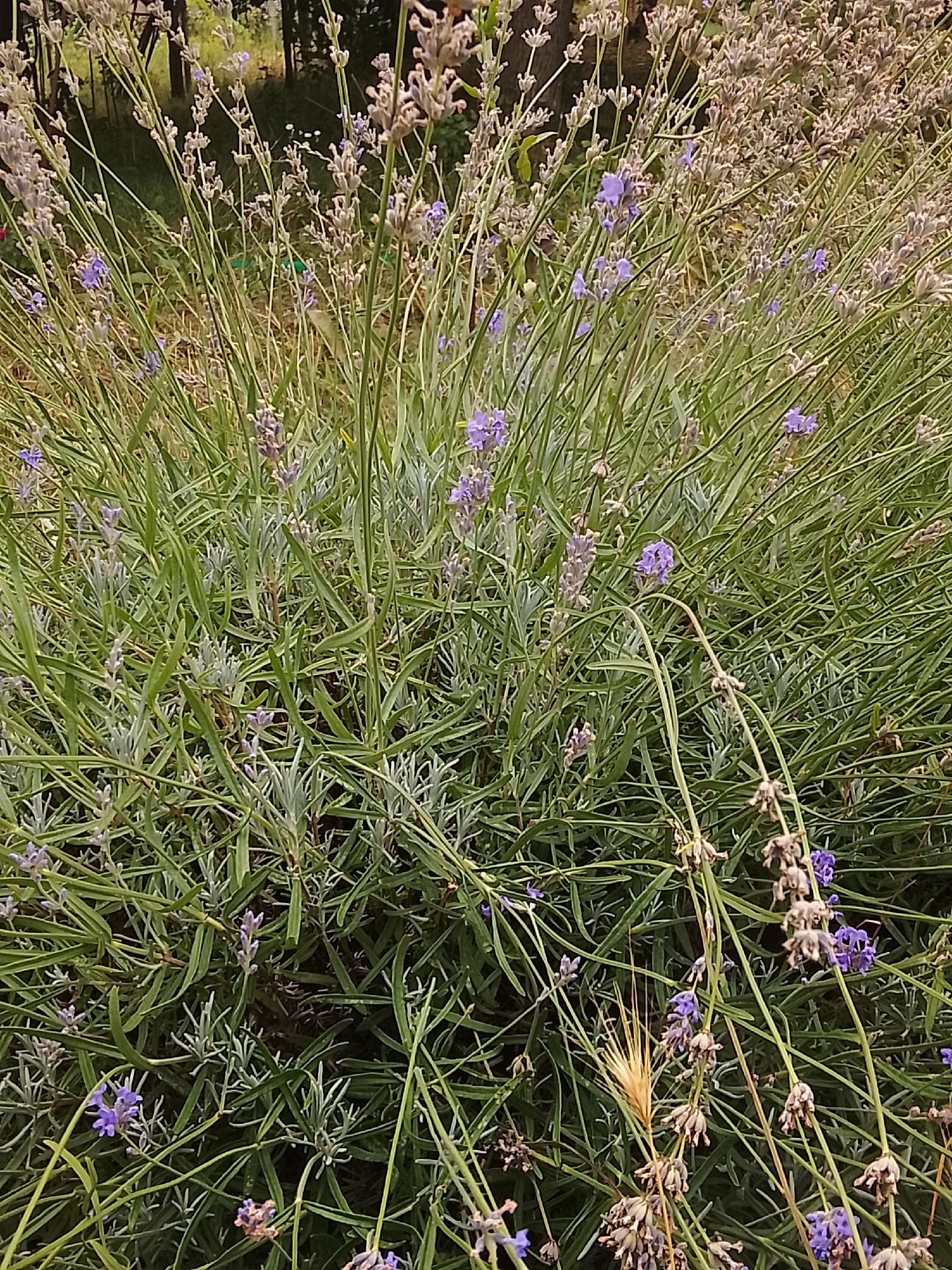 A close-up, high-angle shot focuses on a dense growth of lavender plants in Codru, Moldova. The lavender features numerous slender green stems with narrow, elongated leaves and clusters of small purple flowers and developing seed heads. Some of the flowers are in full bloom, while others appear to be past their prime, showing dried brown remnants. The background is a soft blur of greenery and hints of trees, suggesting an outdoor, natural setting within the city. The lighting is diffused, casting no harsh shadows. The image is still and captures the texture and color variations within the lavender bush.