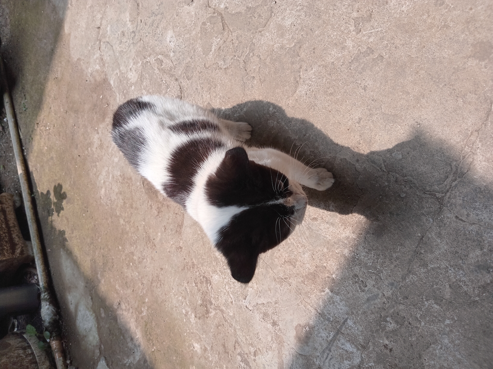 A black and white kitten stands on a cracked concrete surface. The kitten is facing downwards and slightly to the left, with its body angled towards the right. Its fur is predominantly white with large black patches on its back, head, and tail. The concrete surface appears to be outdoors, with dappled sunlight casting shadows. In the background, a metal pipe and some indistinct objects are visible, partially obscured by shadows and possibly some foliage. The environment suggests an outdoor area in a residential or utilitarian space within Claket, Indonesia.