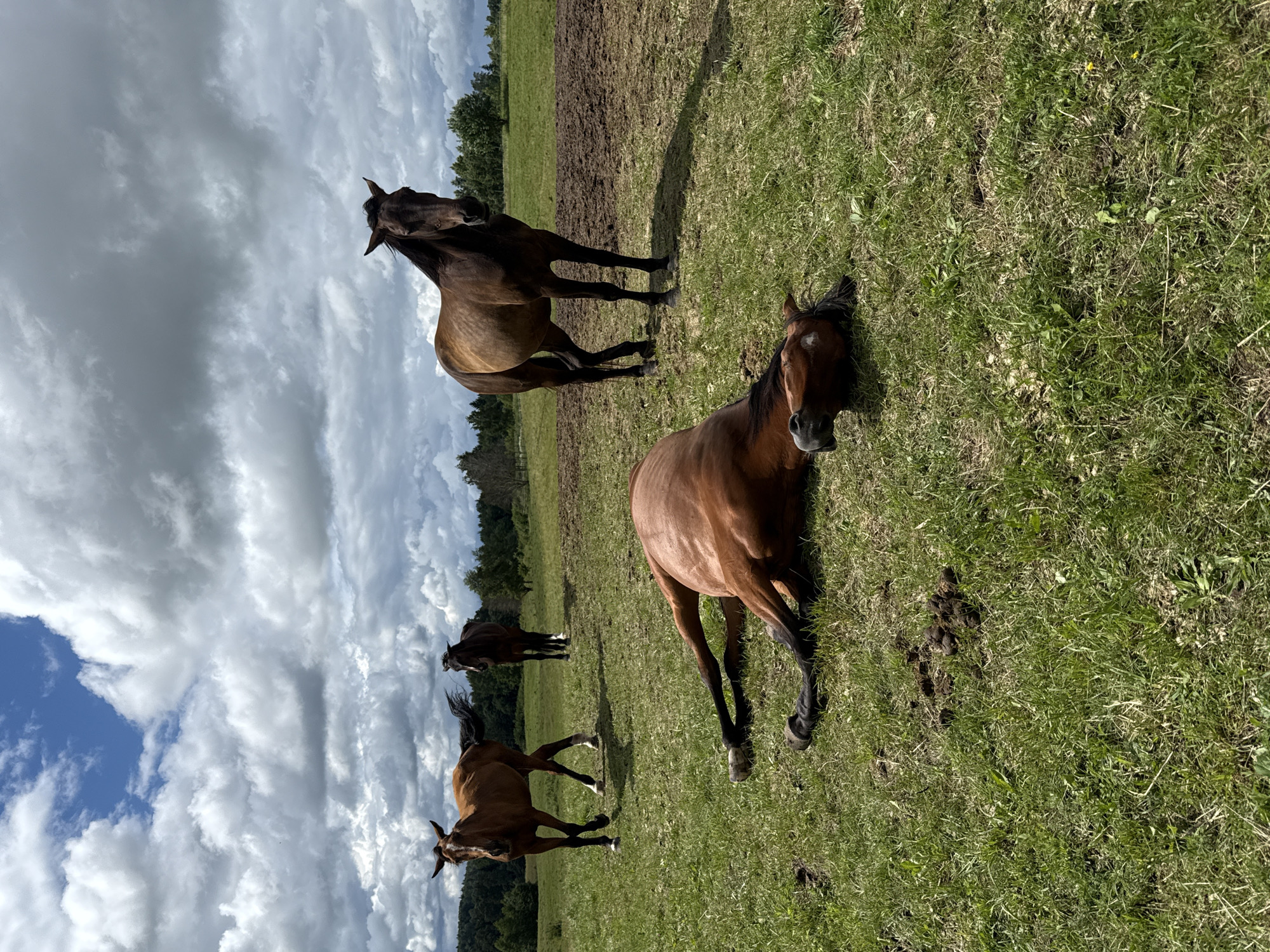 This image depicts a pastoral scene with four horses in an open, grassy field under a cloudy sky. In the foreground, a brown horse is lying on its side, appearing to be resting or perhaps unwell. In the midground, two other horses are standing, one a lighter brown and the other a darker brown. The darker brown horse is closer to the foreground and appears to be looking towards the viewer. Further in the background, another horse is visible, a darker brown color. The field is covered in green grass and scattered patches of darker soil or mud. A line of trees forms a backdrop on the horizon. The location is identified as Galinė, Lithuania.