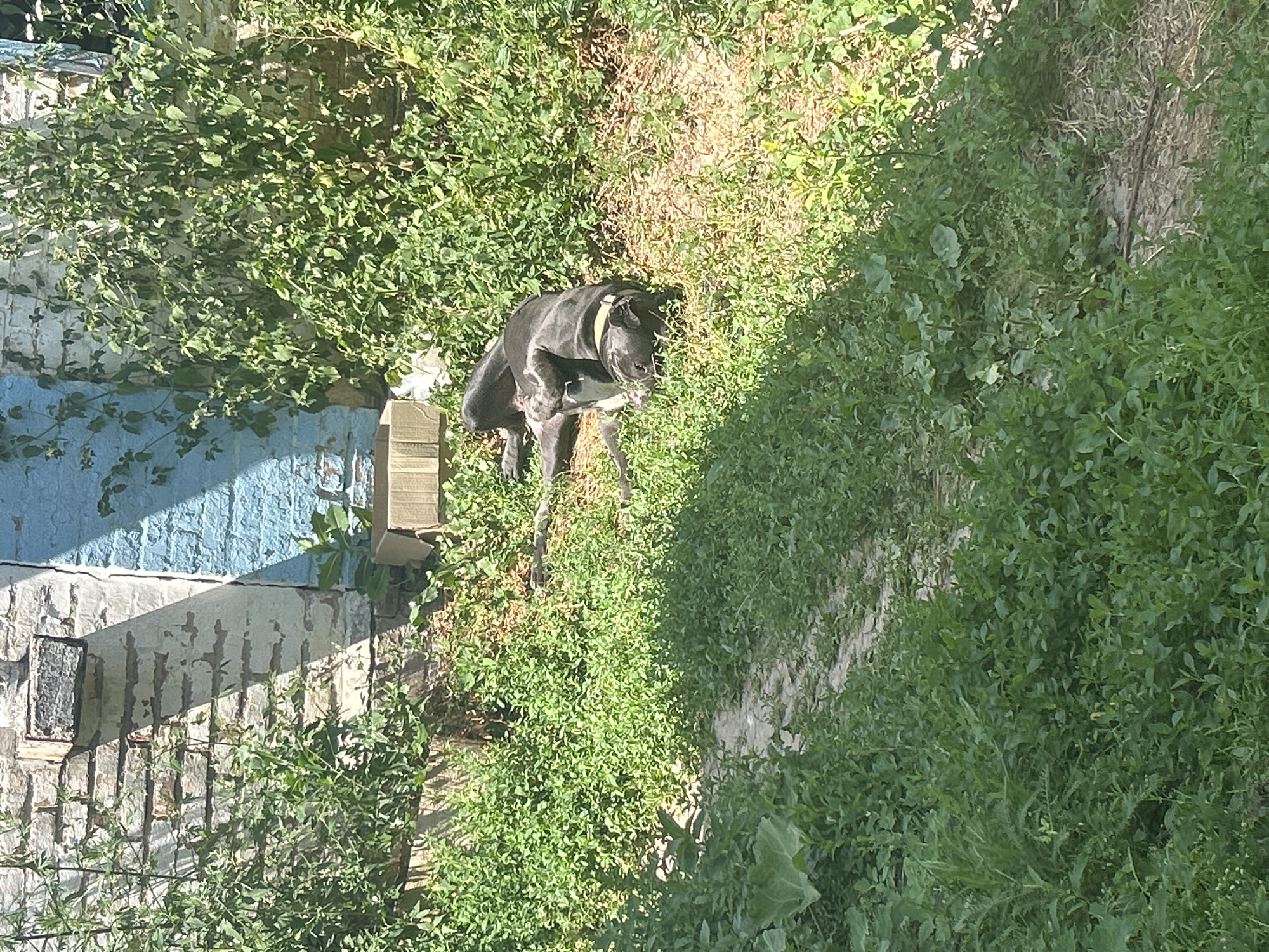 In Malyi Trostianets, Ukraine, a dark-colored dog with a light-colored collar lies on its back in a patch of dry grass and weeds. The dog appears to be resting or sleeping, with its legs extended upwards. Behind the dog, a weathered brick wall, partially painted blue, is visible. Green vegetation, including tall leafy plants and vines, grows in front of and around the wall. A light-colored cardboard box sits near the base of the wall. The scene is bathed in sunlight, casting shadows on the ground and the wall.