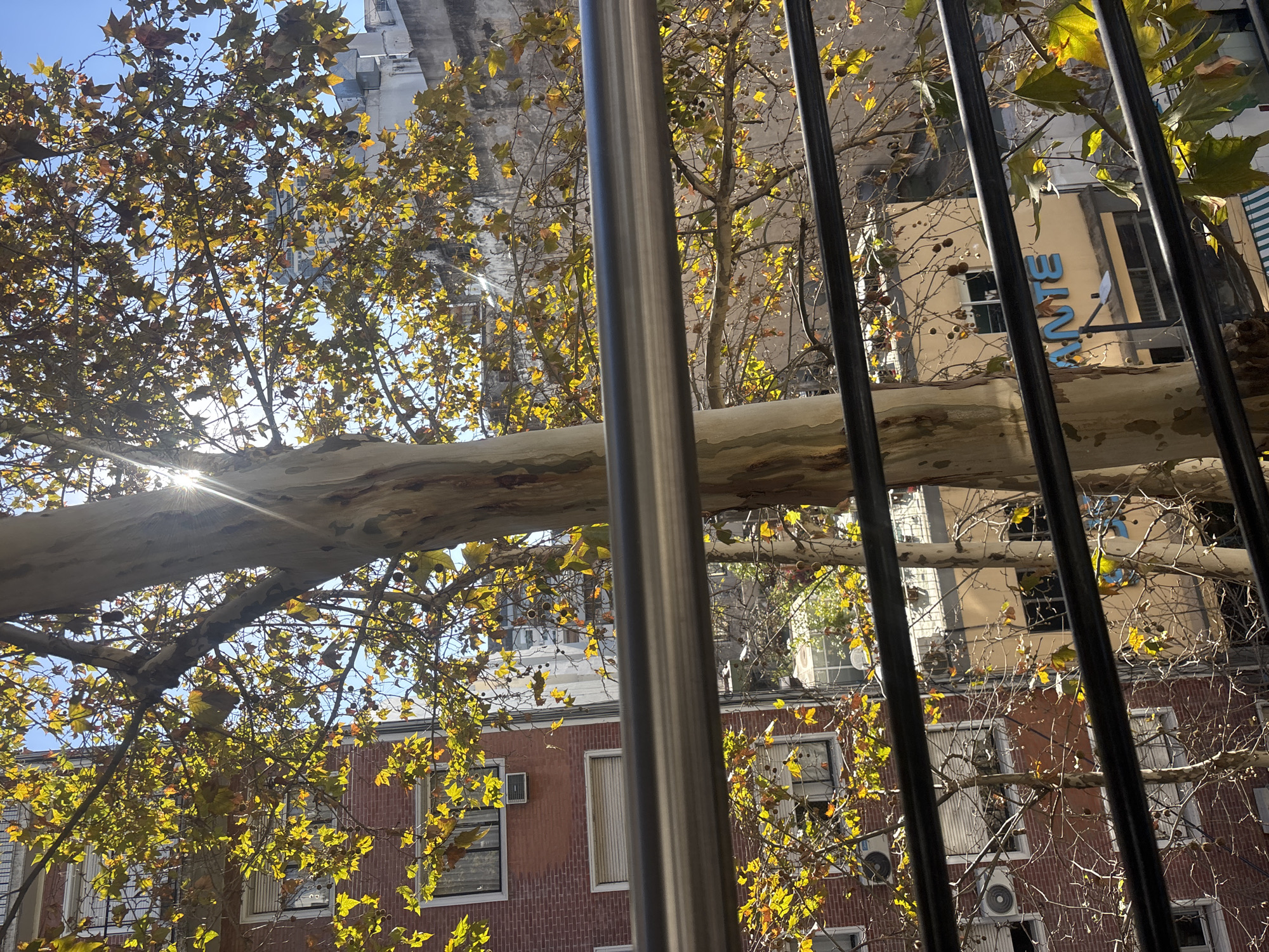 A daylight shot through the vertical bars of a fence. The sky is visible above and beyond tree limbs and autumn foliage. A tree branch extends horizontally across the middle of the frame. Buildings with windows and air conditioning units are visible in the background. A sign with the word "ANTE" is partially visible on one of the buildings. The location is Buenos Aires, Argentina.