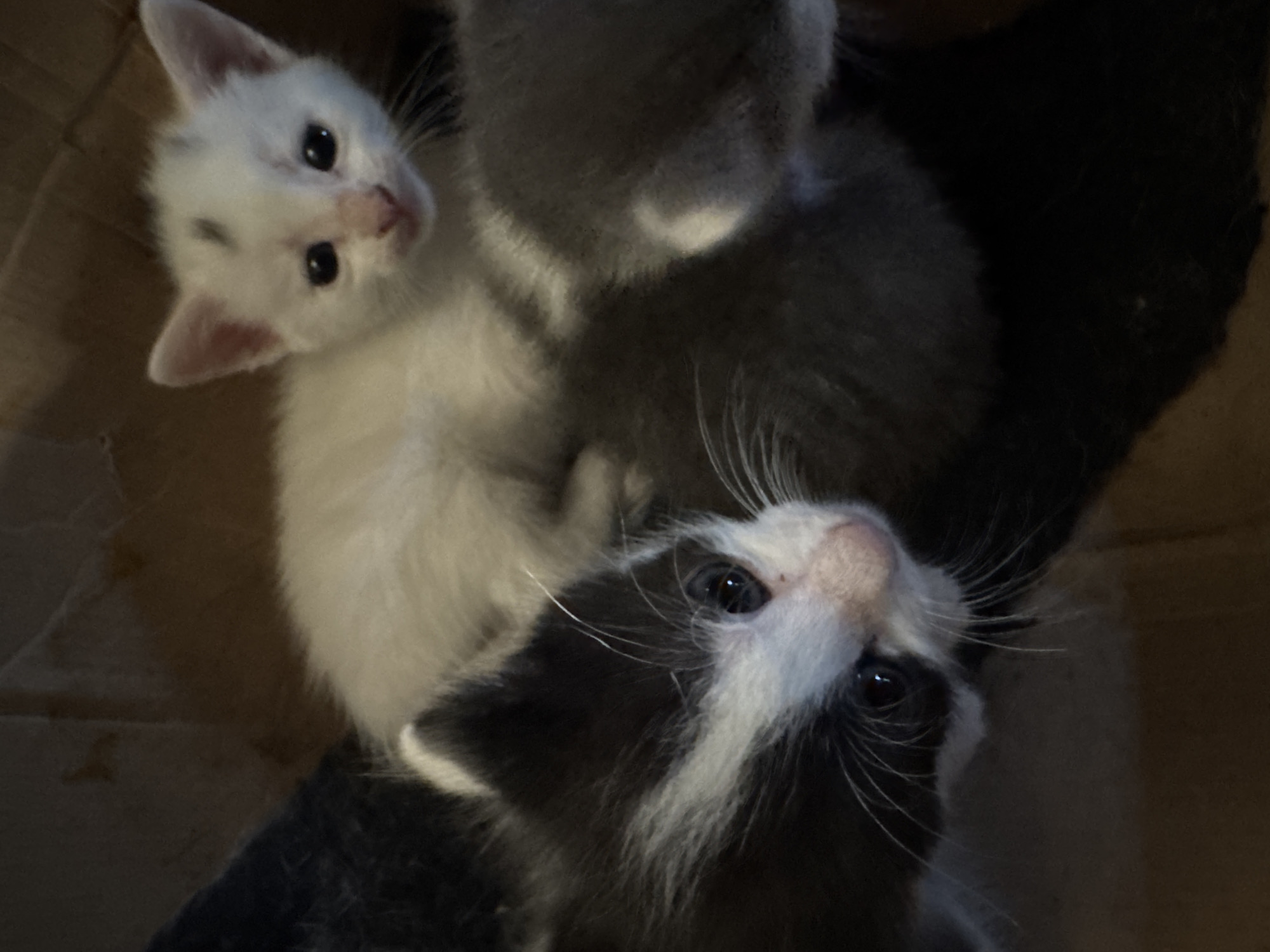 The image shows a close-up view of three kittens huddled together in a box. The kitten in the foreground on the left is black and white with its face tilted upwards, showing its eyes and whiskers. Behind and to the right of it, a white kitten with black markings on its head is looking directly at the camera. A third kitten, mostly grey, is partially visible behind the other two. The background is dark and appears to be the inside of a cardboard box, with a hint of brown cardboard visible. The lighting is dim, creating shadows and highlighting the kittens' features. The location is Unknown, Unknown.