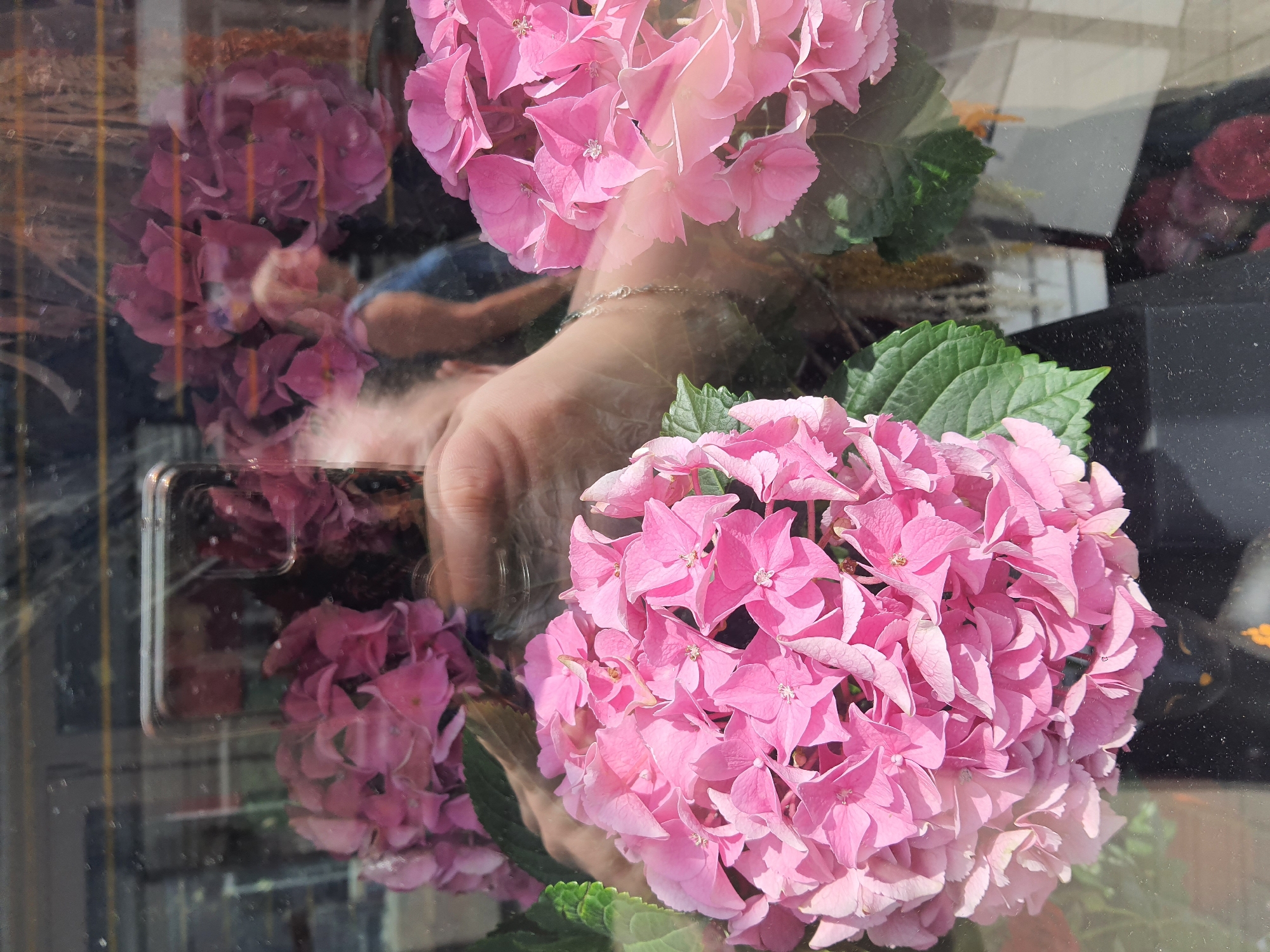 The image shows a close-up reflection in a glass surface, likely a window or storefront, featuring bright pink hydrangeas. The flowers are in focus and occupy most of the frame, with their delicate petals clearly visible. In the background, reflections show a person taking the photo with a smartphone, which is also reflected. The person appears to be outdoors, with hints of other people and floral arrangements visible in the blurred background reflections, suggesting a street or market setting. The overall impression is one of a fleeting, captured moment of beauty.