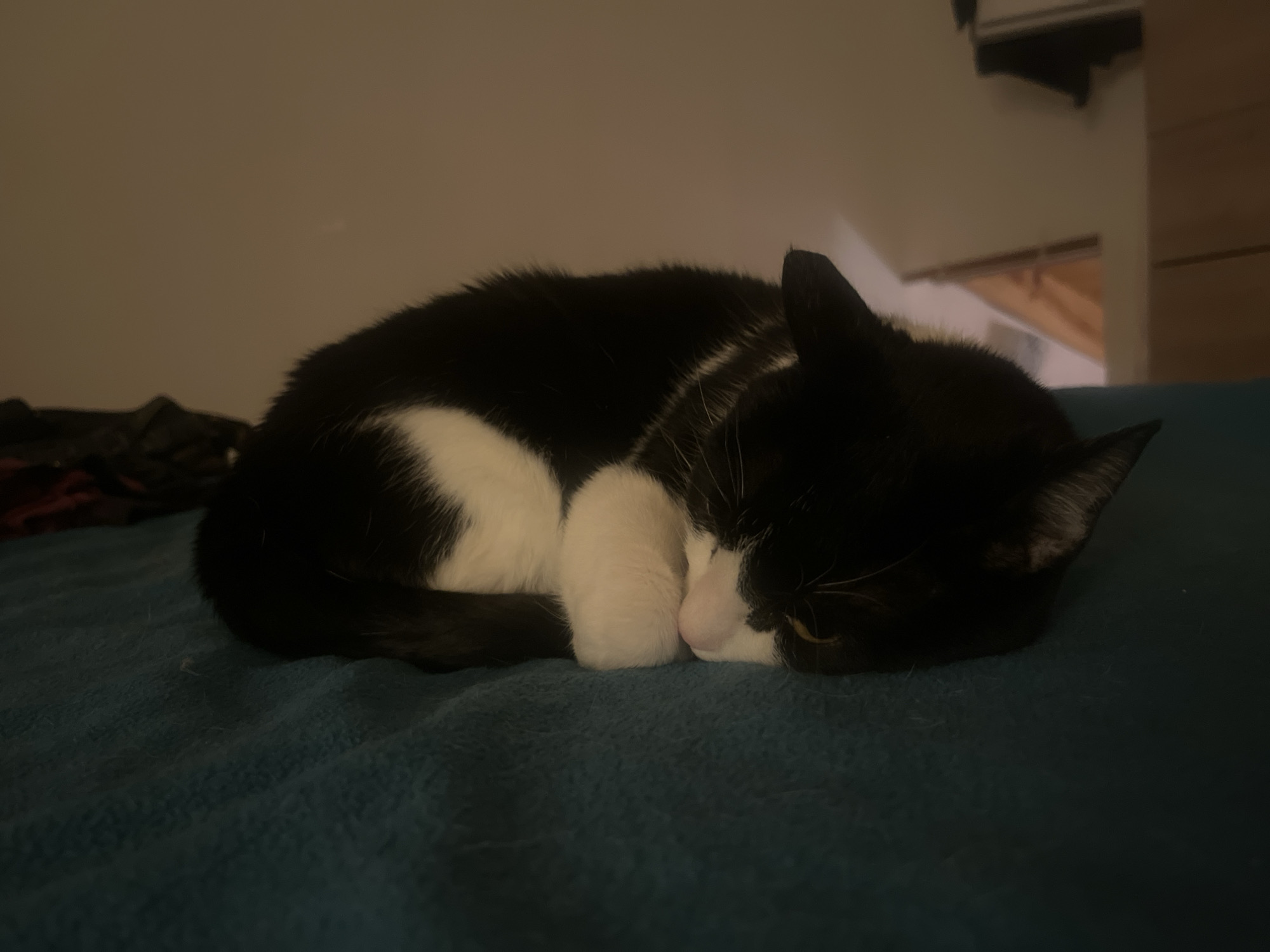 A black and white cat is curled up on a blue blanket. The cat is mostly black with white patches on its chest and paws. The cat's eyes are closed, and its paws are tucked under its chin. The blanket is a solid blue color. The background is blurry, but it appears to be a bedroom with a dresser and other furniture. There is no indication of the location being Ushuaia, Argentina.