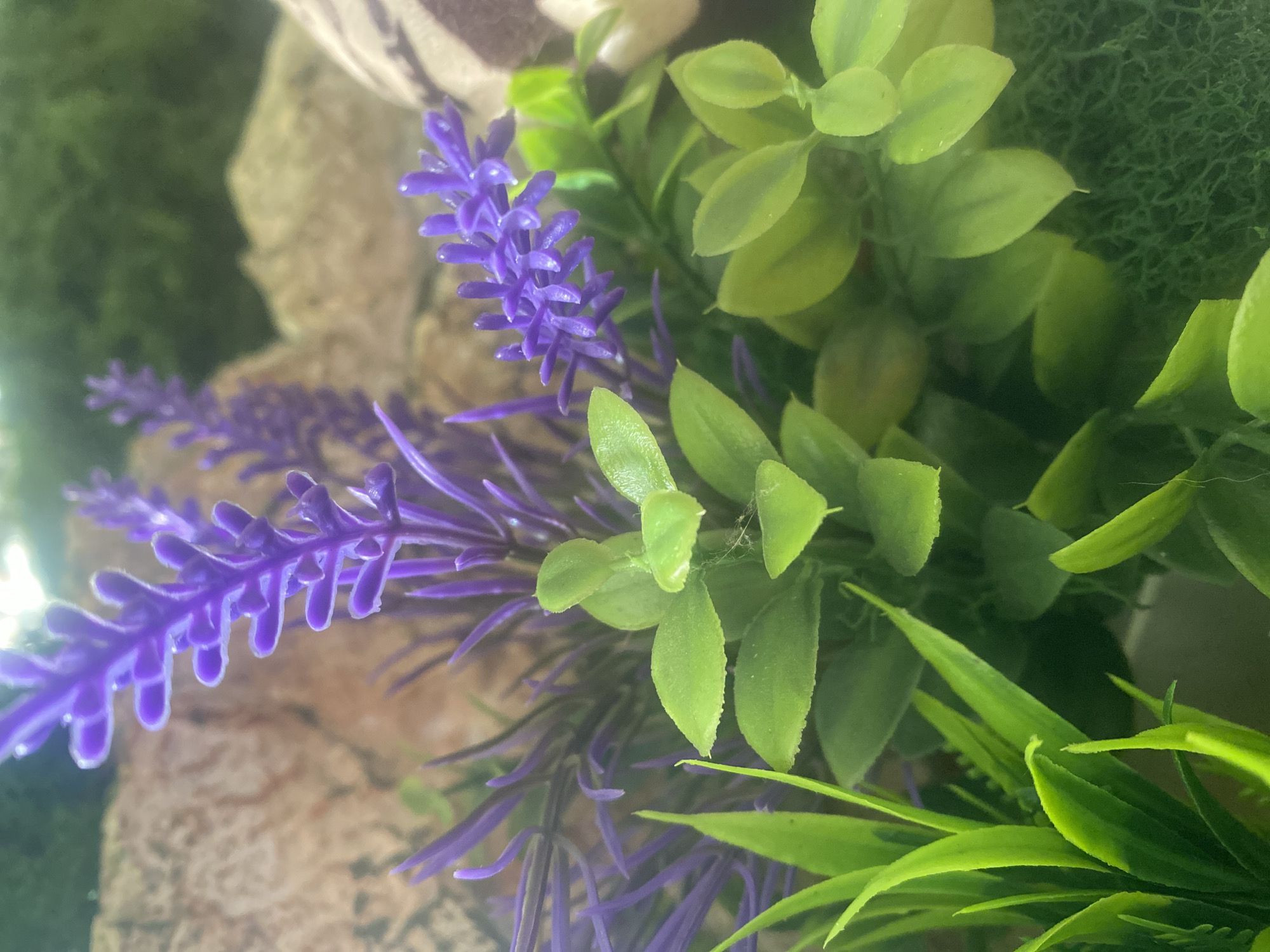 The image presents a close-up, angled view of an arrangement featuring artificial plants. The primary subjects are vibrant purple artificial lavender flowers and various types of artificial green foliage, occupying the foreground and mid-ground.
The lavender flowers are depicted as multiple stalks with clusters of small, bud-like purple elements, showing a textured, plastic-like appearance. Interspersed and surrounding the lavender are numerous green leaves of differing shapes and sizes. Some leaves are broad and roundish, while others are longer and more pointed, suggesting different species of artificial plants. A faint, wispy spiderweb-like structure is visible on one of the mid-green leaves towards the right side of the frame.
In the blurred background, light brown or beige rocks or stones are visible, providing a naturalistic contrast to the artificial flora. Darker green, textured moss-like material is also present in the background, further enhancing the botanical aesthetic. A hint of a patterned, out-of-focus object can be seen in the upper left background, possibly fabric or another decorative element.
No activity or event is taking place; the image is a static portrayal of an artificial decorative setup, likely an indoor plant arrangement, terrarium, or vivarium. The lighting appears even and diffused, not suggesting any particular time of day or outdoor setting. There is no visible text in the image. The colors are dominated by the vivid purple of the lavender and various shades of green, set against the earthy tones of the blurred background elements.