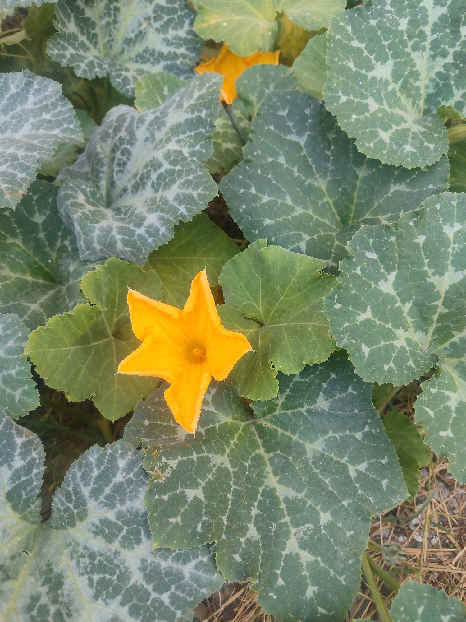 The image displays a close-up, overhead view of a pumpkin plant's leaves and a bright yellow, star-shaped flower. The leaves are large, deeply lobed, and exhibit a distinctive pattern of lighter green veining against a darker green background. Some leaves appear to have a powdery white residue. The flower, positioned centrally, is a vibrant yellow with five pointed petals and a visible stamen in the center. The background consists of more foliage, dry grass, and soil. This scene is typical of a garden or agricultural setting and could be found in various outdoor locations, including those in Tashkent, Uzbekistan, where pumpkin cultivation is common.