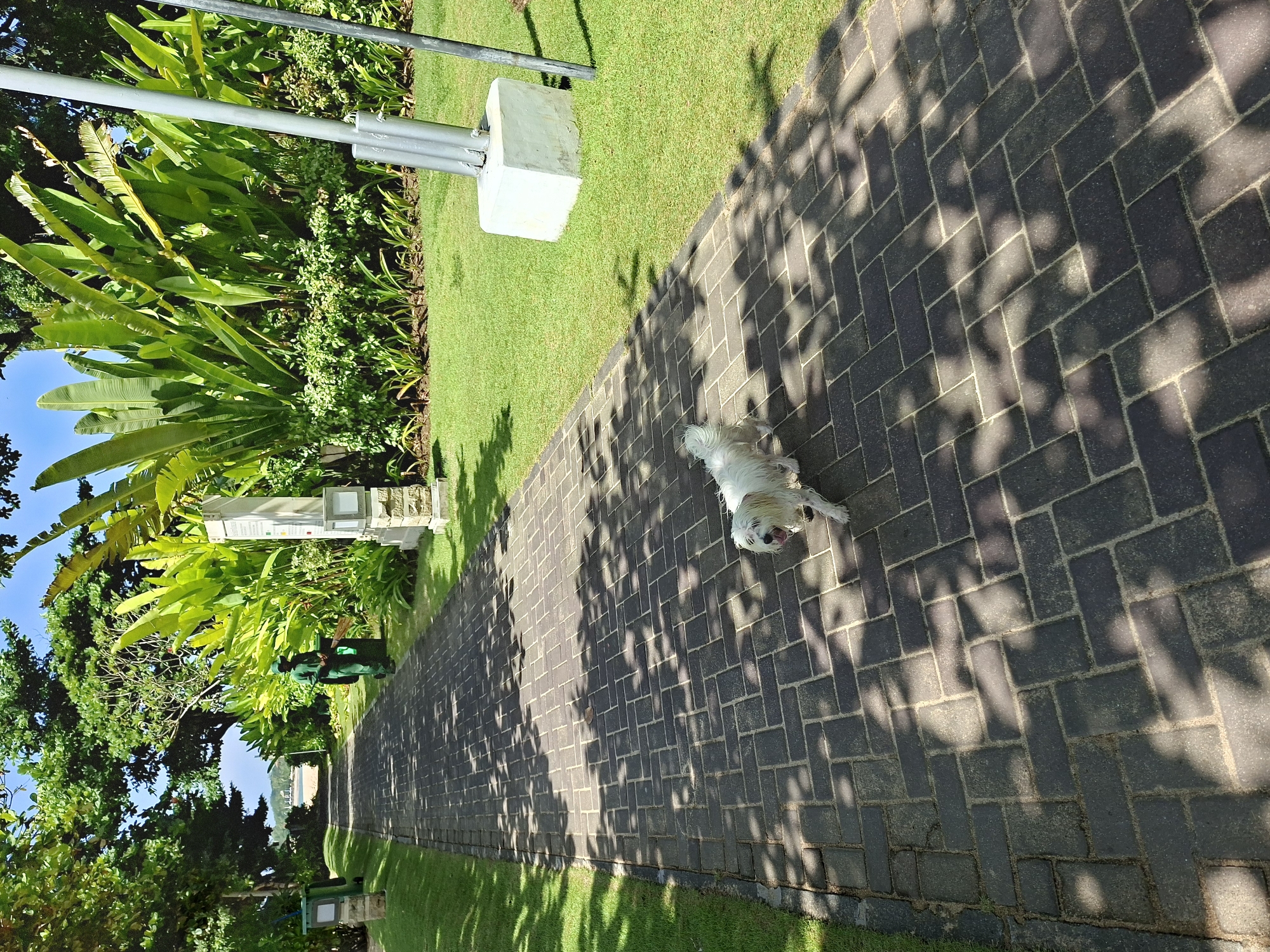 A dog is lying on a brick walkway in Kuta Selatan, Indonesia. The walkway is lined with grass and trees. Shadows from the trees are cast across the walkway. The background shows a glimpse of the beach and ocean.