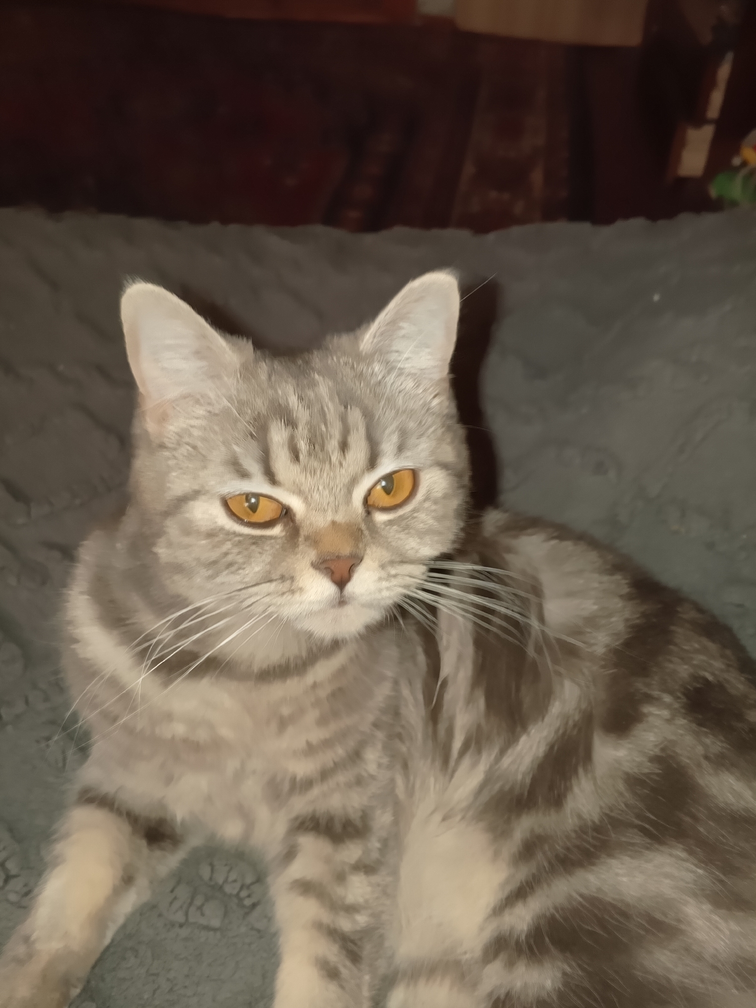 A medium, close-up shot depicts a gray tabby cat with amber eyes. The cat is lying on a gray, textured surface, likely a blanket or bedspread. The background is dark and out of focus, revealing a dark wood surface in the upper portion of the frame, possibly part of furniture. No people or other identifiable objects are visible in the immediate scene. The image is well-lit, highlighting the cat's features and coat pattern.
The location in the city of Puchezh, Russia is not determinable based on the image.