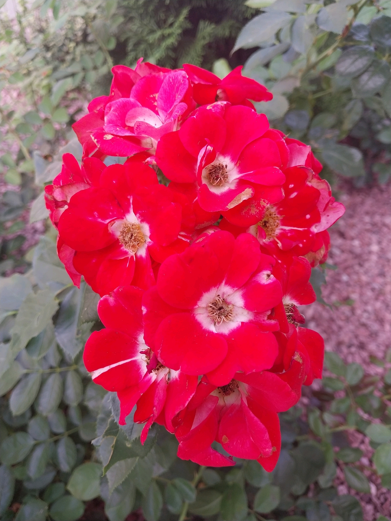 A close-up, vertical shot features a cluster of vibrant red roses in full bloom. The roses are the primary focus, with their petals appearing soft and slightly delicate. Some of the petals exhibit white or lighter red markings, and a few show minor signs of browning or wear. The center of each rose reveals a cluster of stamens. The background consists of blurred green foliage and a reddish-brown, gravelly surface. This image was captured in the city of Dnipro, Ukraine.