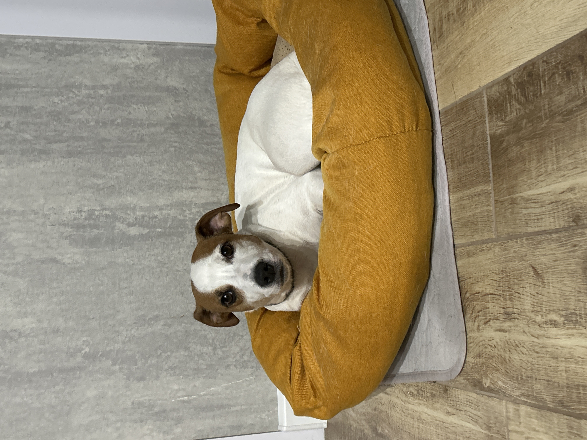 A small, white and brown Jack Russell Terrier dog is lying in a yellow dog bed on a gray and wood-grain floor. The dog is facing the camera with its head slightly tilted. The background consists of a gray wall and a wood-grain floor. The image was possibly taken in Chaikovsky, Russia.