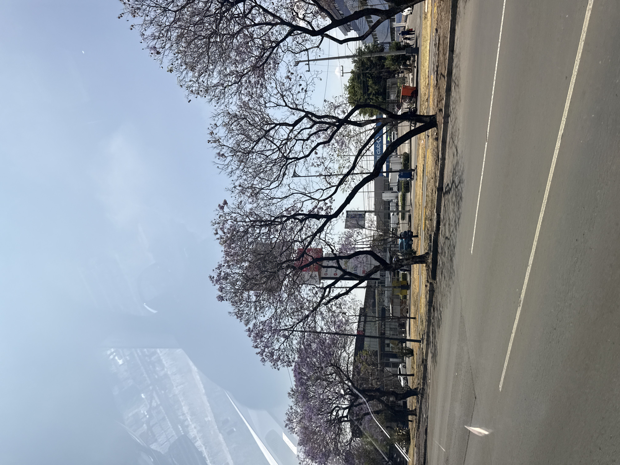 The image captures a street scene in Mexico City, Mexico, characterized by blooming Jacaranda trees lining the roadside. The trees, displaying their distinctive purple flowers, cast shadows along the curb and onto the road. A multi-lane road with white lines running parallel stretches across the view. Commercial buildings and signage appear in the background, indicating an urban environment. People can be seen walking along the sidewalks. The photo is taken from inside a vehicle, evidenced by reflections on the windshield.
