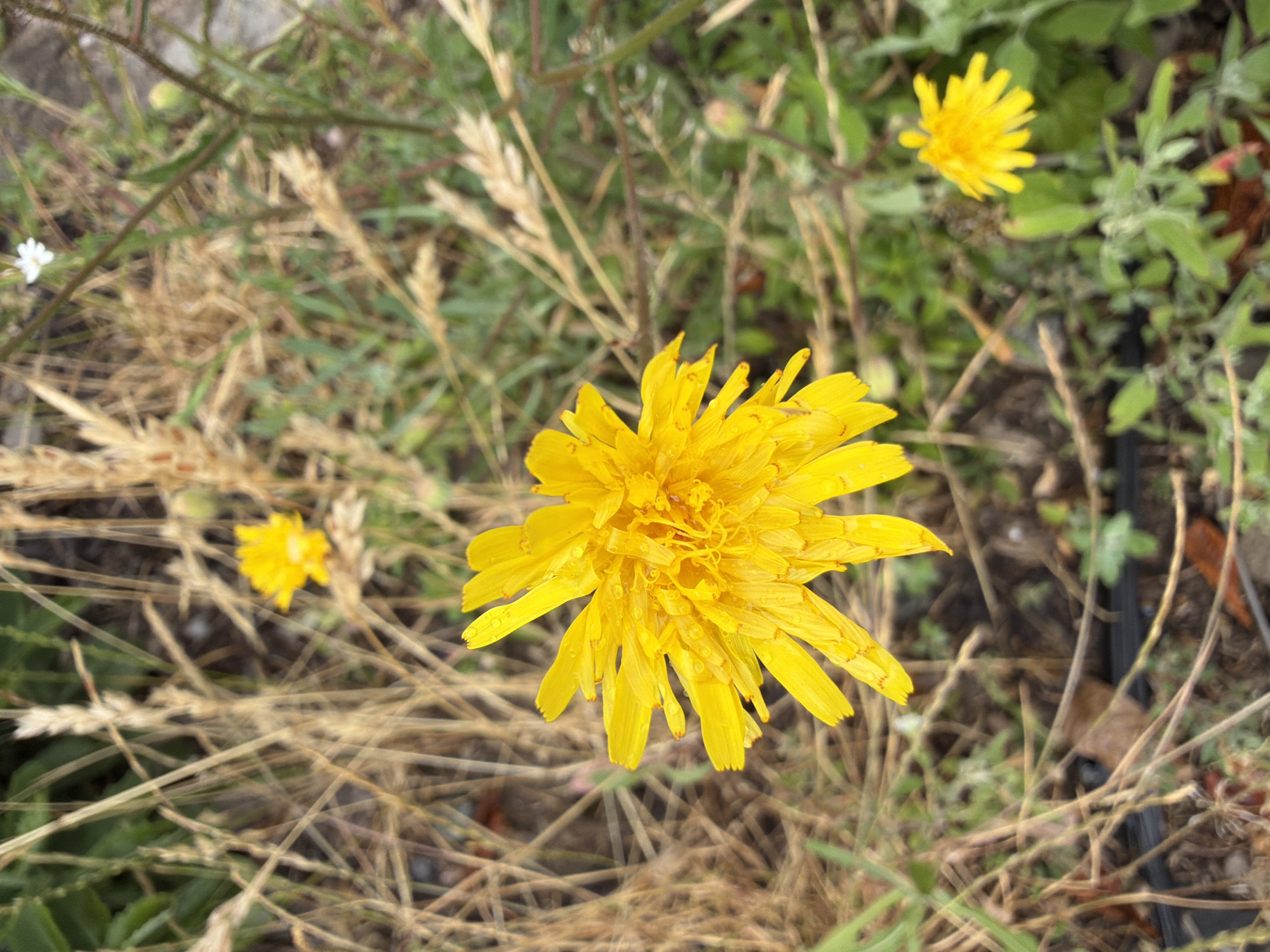 A close-up, eye-level shot captures a vibrant yellow dandelion flower in full bloom, positioned centrally in the frame. The flower's delicate petals are speckled with water droplets, suggesting recent rain or dew. Behind the prominent dandelion, a smaller, out-of-focus yellow flower is visible, along with dry, straw-like grasses and green foliage, creating a natural, outdoor setting. The background is softly blurred, emphasizing the sharpness of the main subject. The scene appears to be in a park or natural area within Chernihiv, Ukraine.