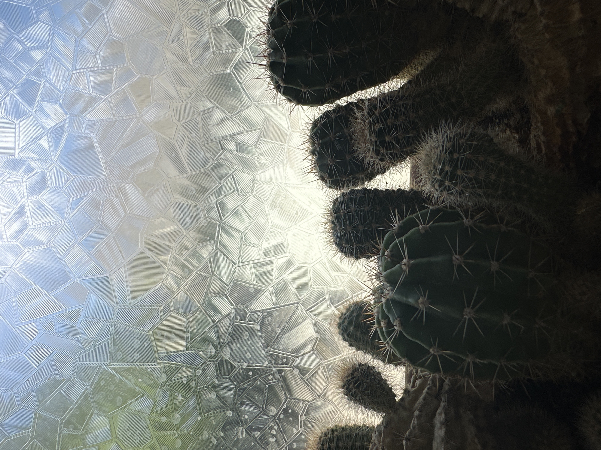 The image displays a cluster of cacti against a patterned, translucent window. The cacti are varied in size and shape, with visible spines. The window allows diffused light to pass through, creating a textured background with geometric patterns and hints of greenery and sky. The scene appears to be indoors, with the cacti likely placed near the window. The setting is not identifiable as Yessentuki, Russia, based on the provided visual information.