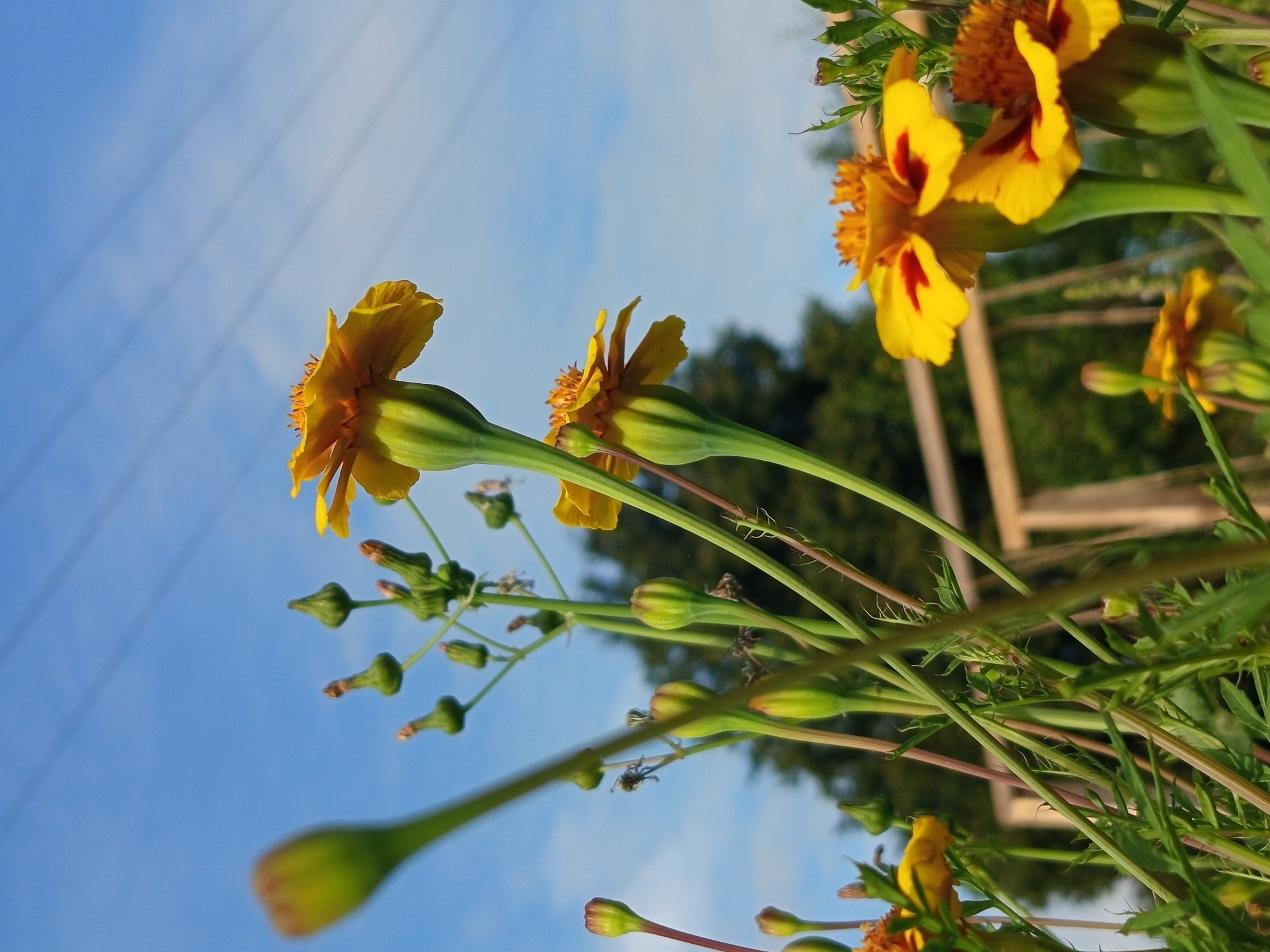 The image is a low-angle shot of yellow and orange marigolds with green stems and buds against a bright blue sky with thin clouds and power lines. In the background, out of focus, are green trees and a wooden fence structure. The lighting suggests it is daytime. No people are visible in the image. The scene appears to be a garden or outdoor setting. The location is identified as Ostrovtsy, Russia.