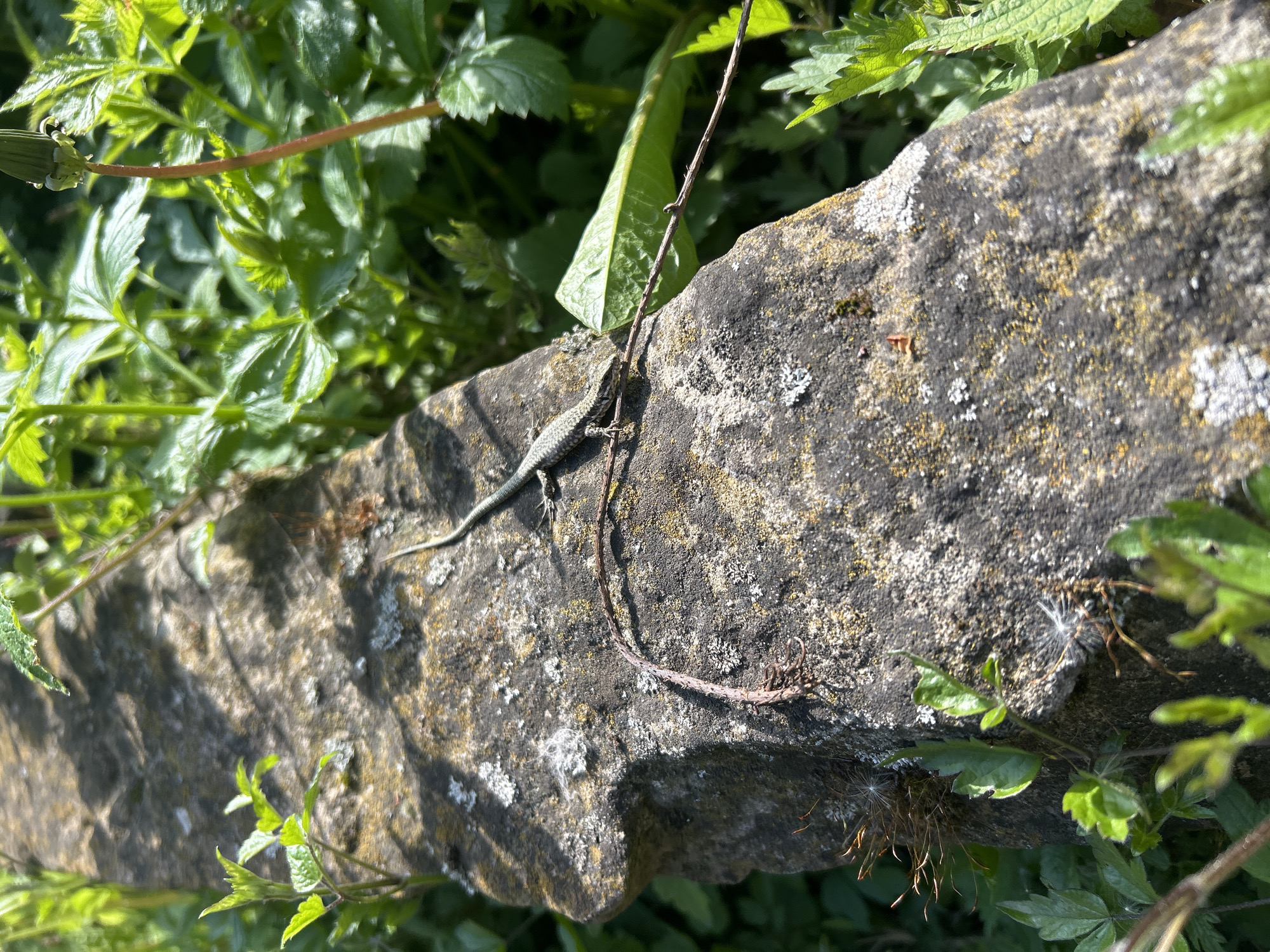 A small, grey lizard rests on a weathered, lichen-covered stone. The stone is partially surrounded by green foliage. A thin, brown twig lies across the stone surface, near the lizard. The location is in Plachkovtsi, Bulgaria, as implied by the prompt.